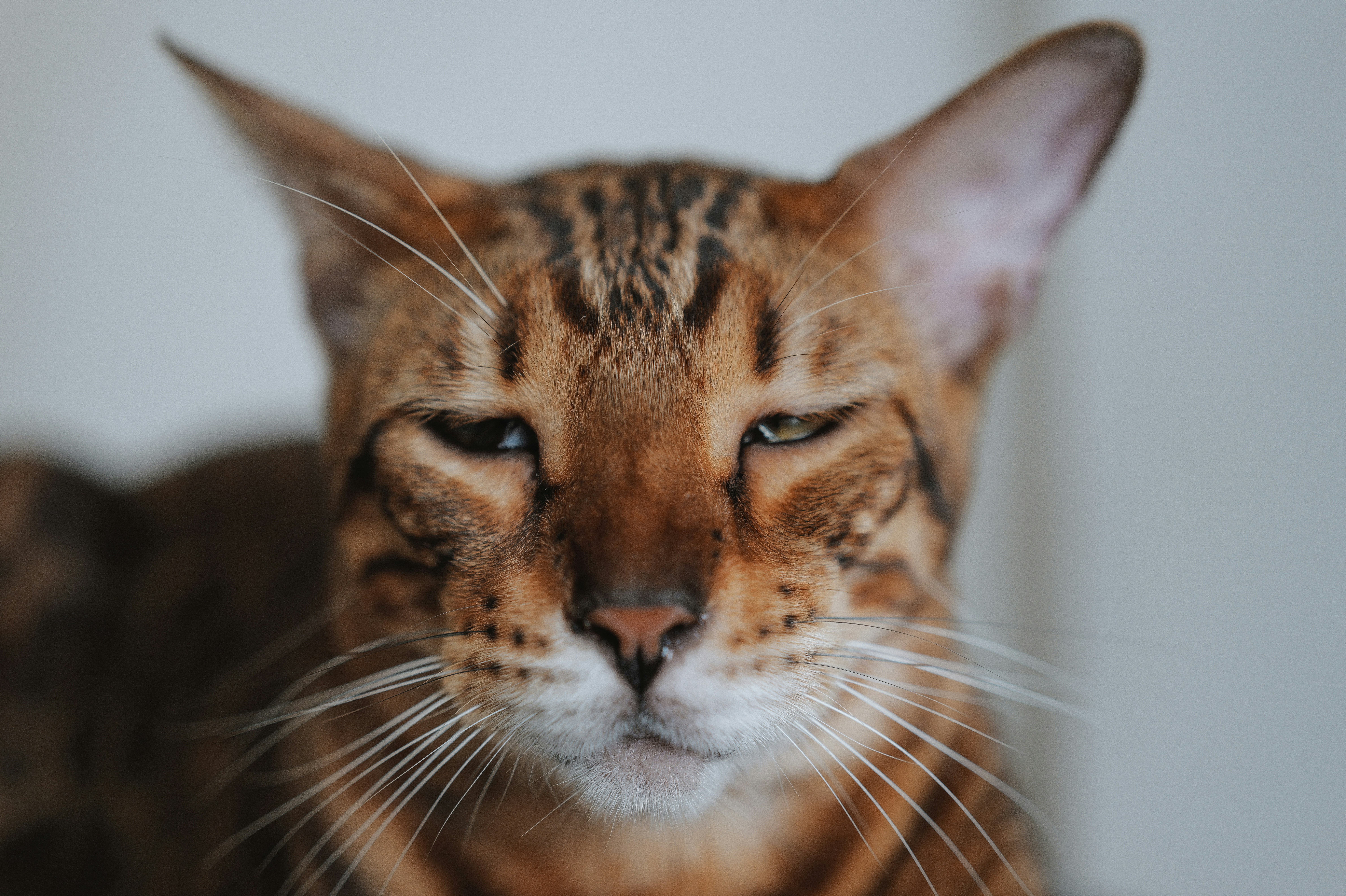 Gros plan d’un chat allongé sur un lit