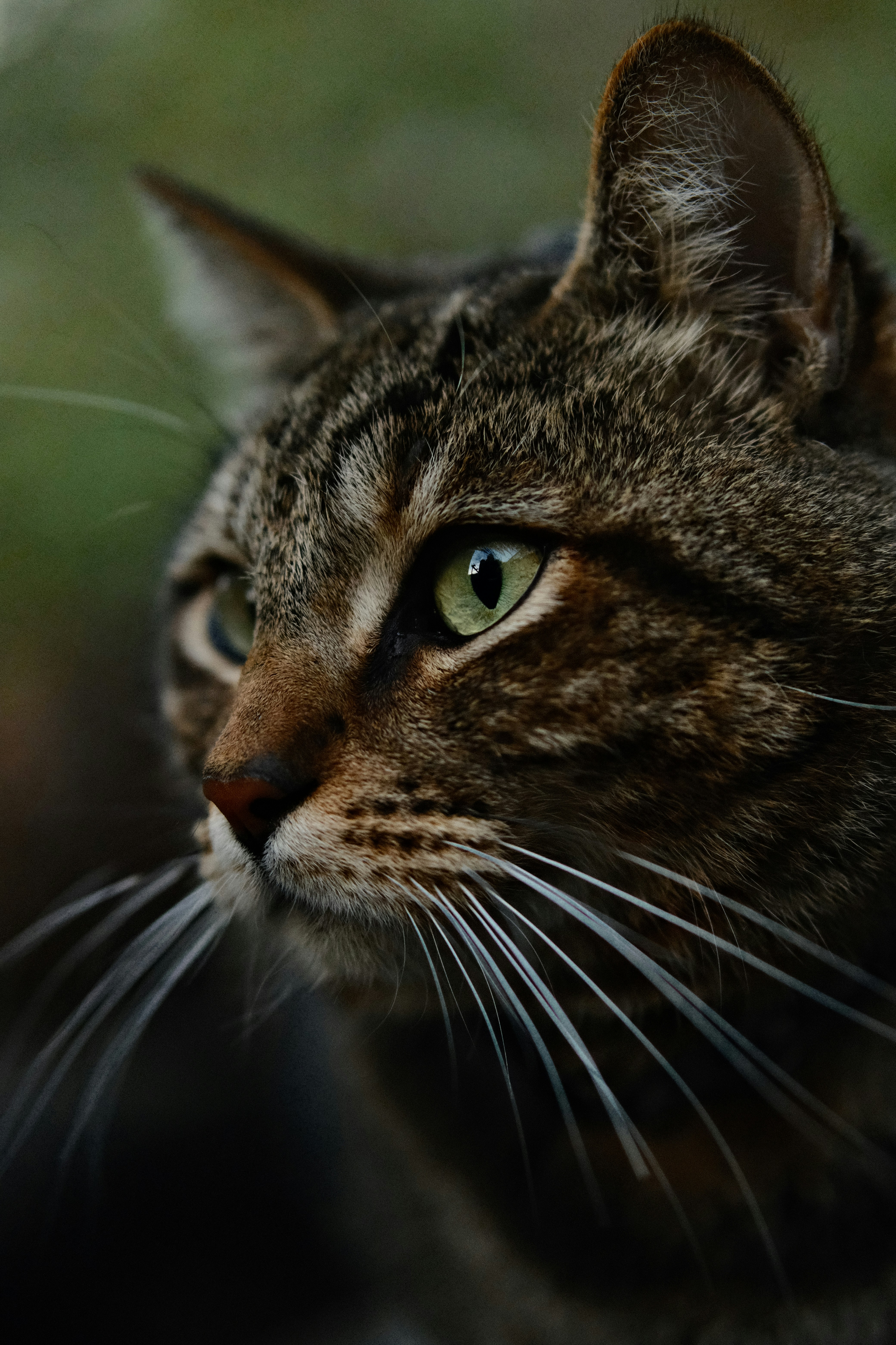 A close up of a cat with green eyes