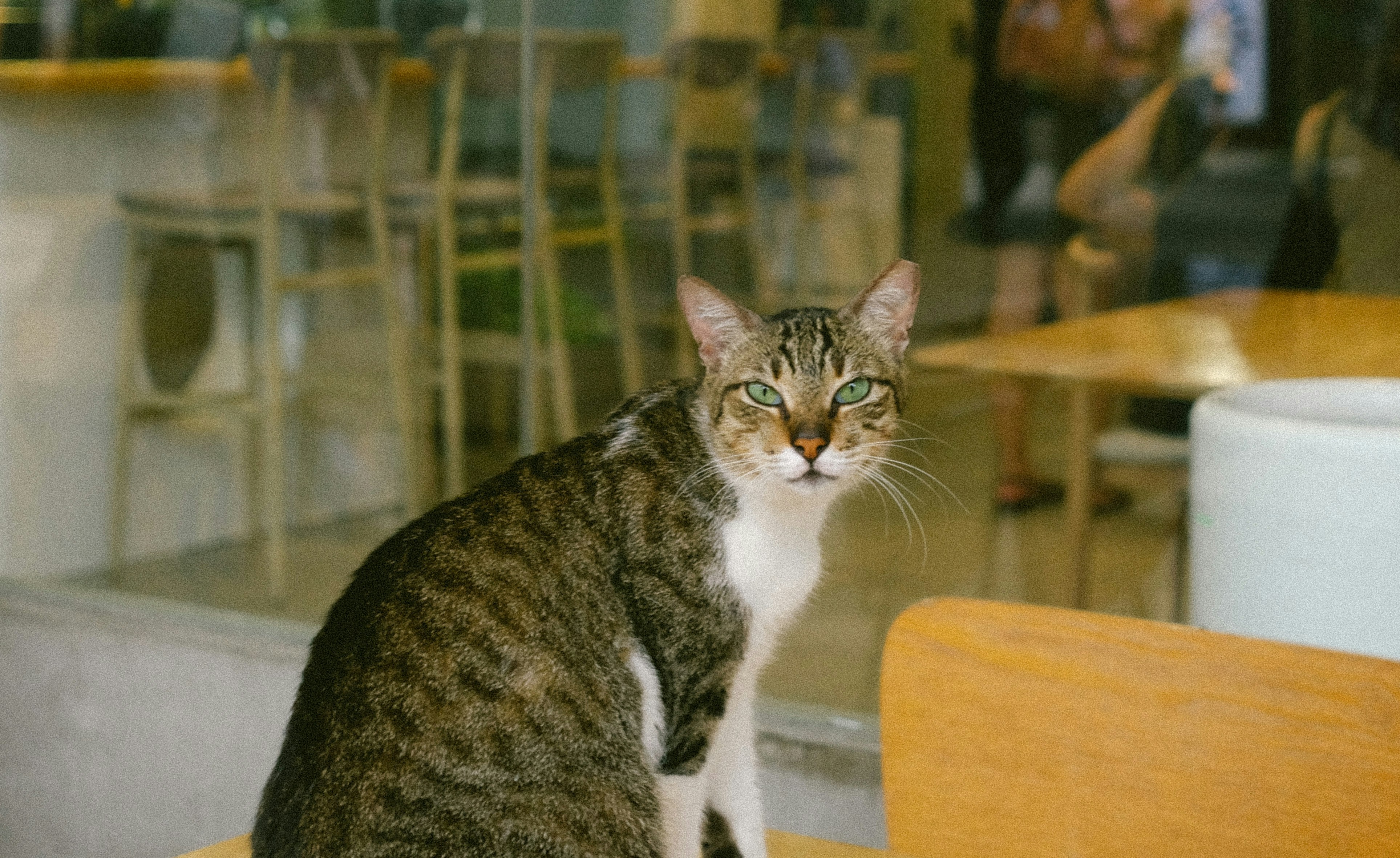 A cat sitting on top of a wooden chair