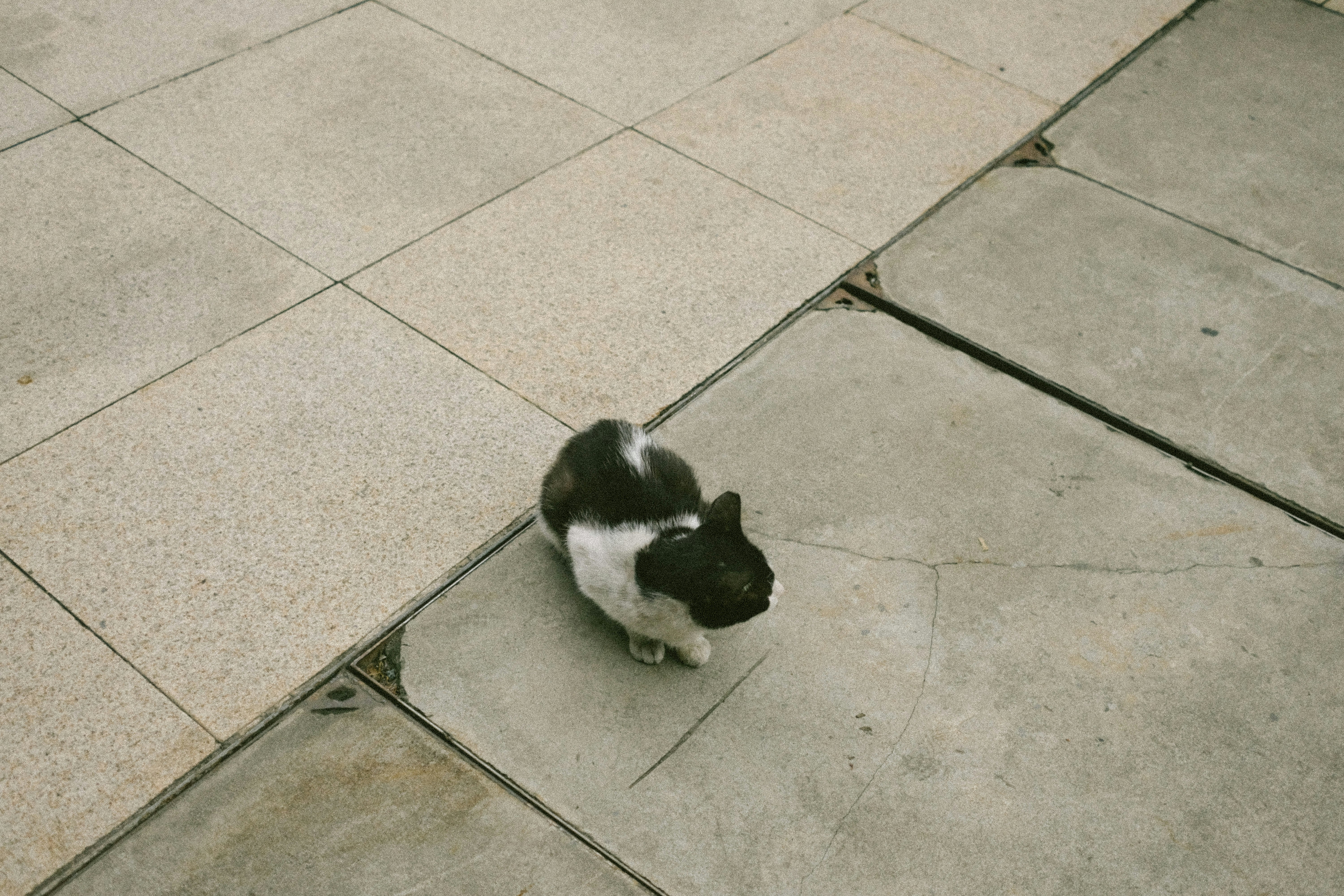 The Role of the Inner Ear in Balance