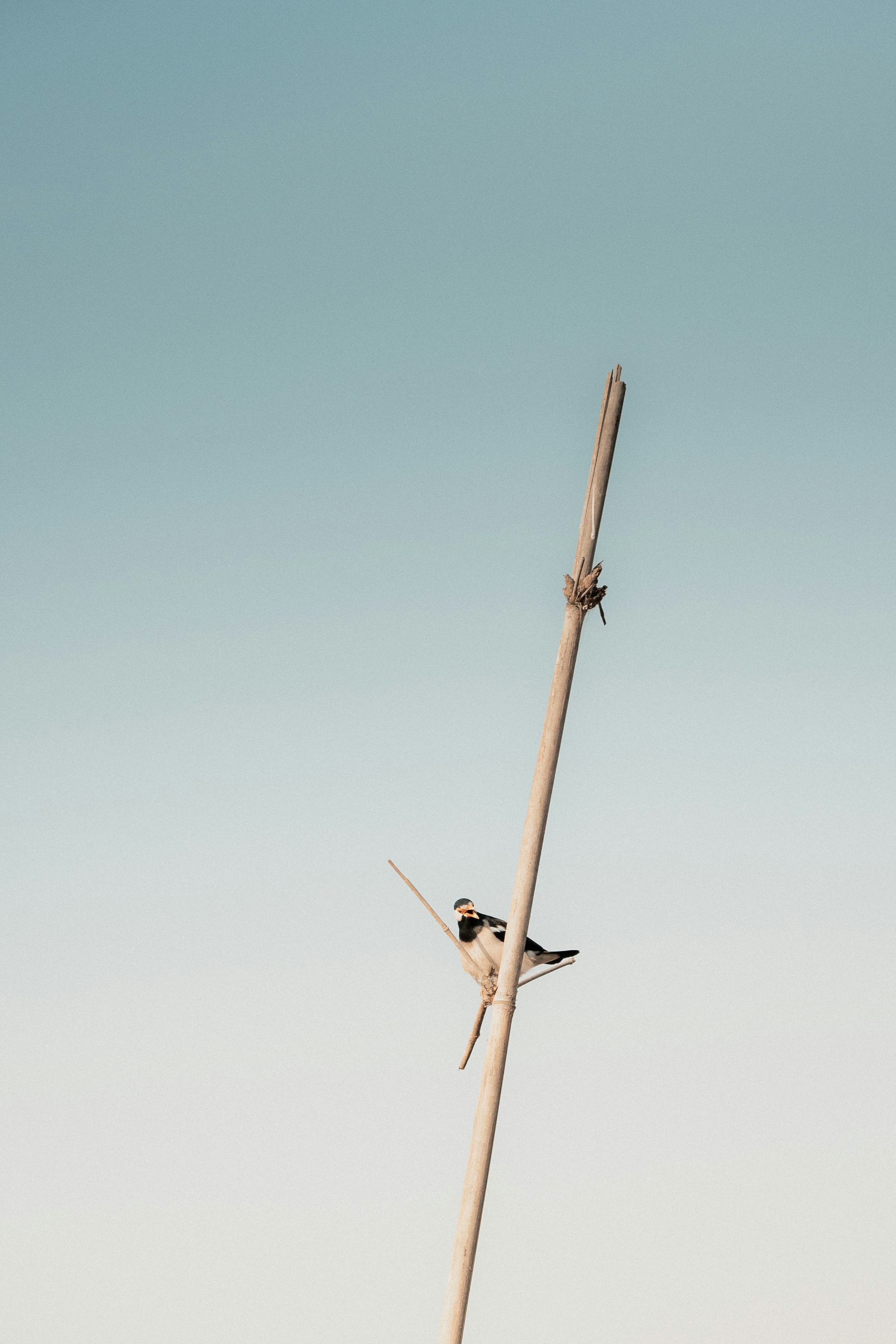 Photo by atharvad_jpeg