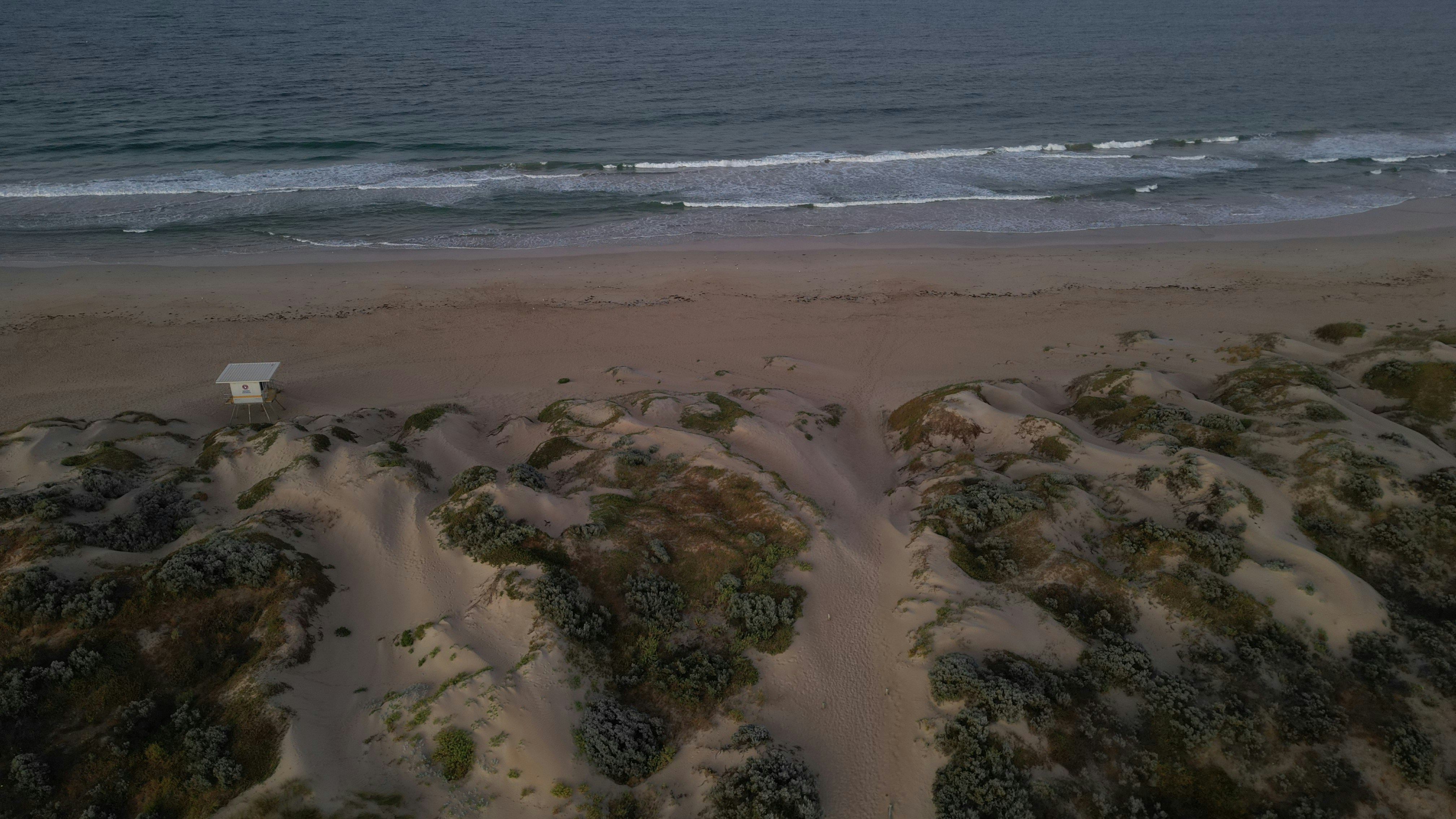 海辺のビーチに犬が立っている