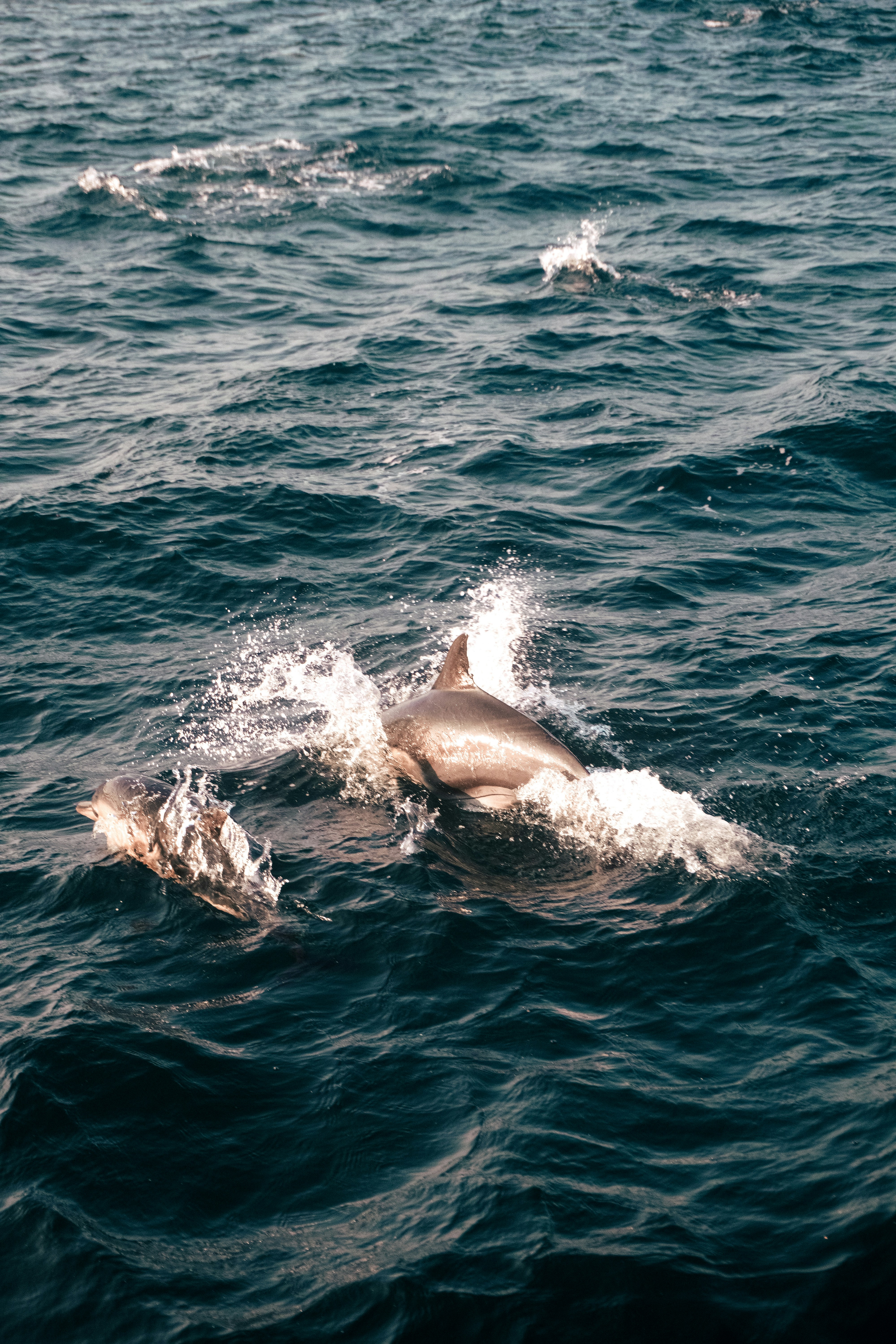 A couple of dolphins swimming in the ocean