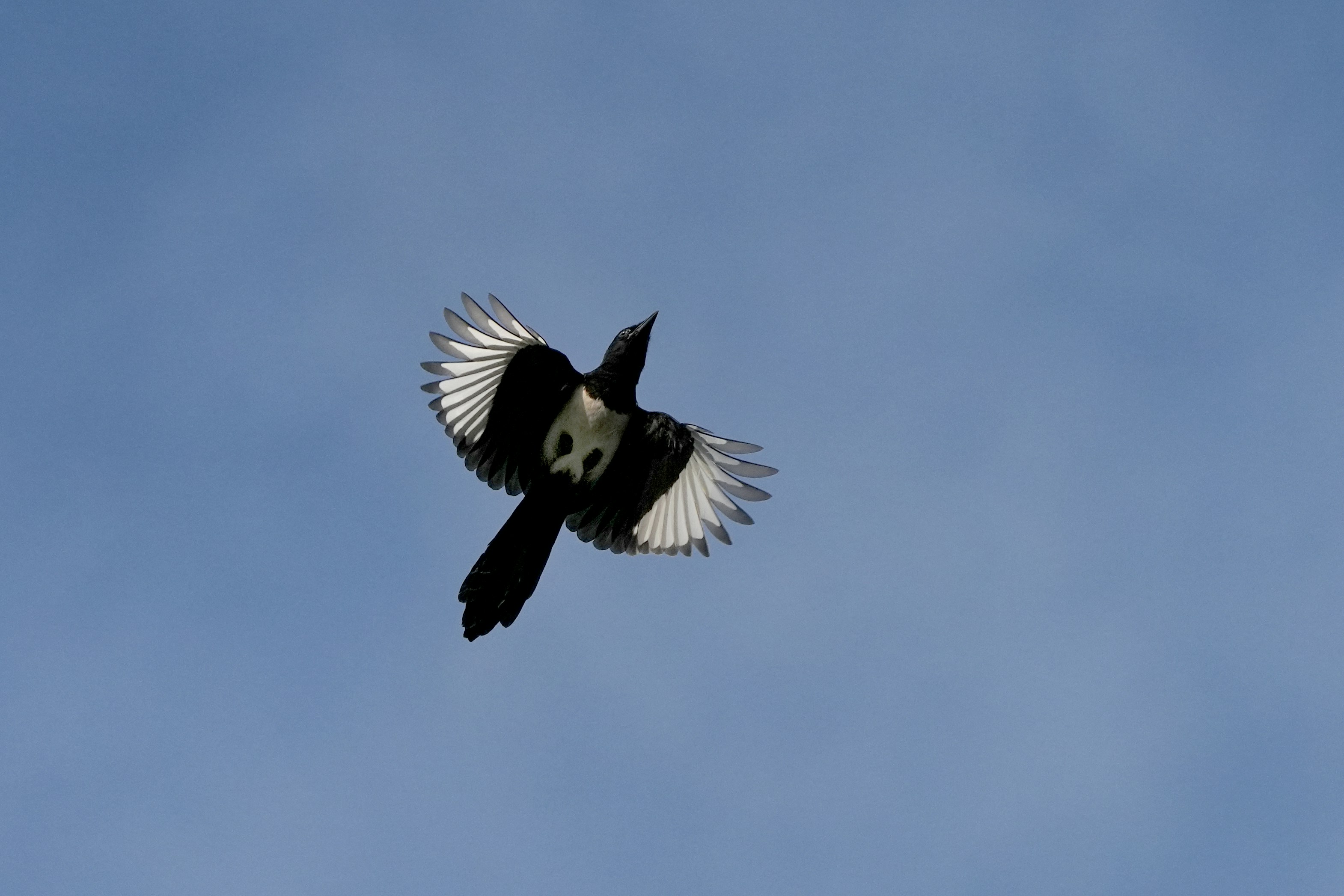 Ein schwarz-weißer Vogel, der durch den blauen Himmel fliegt