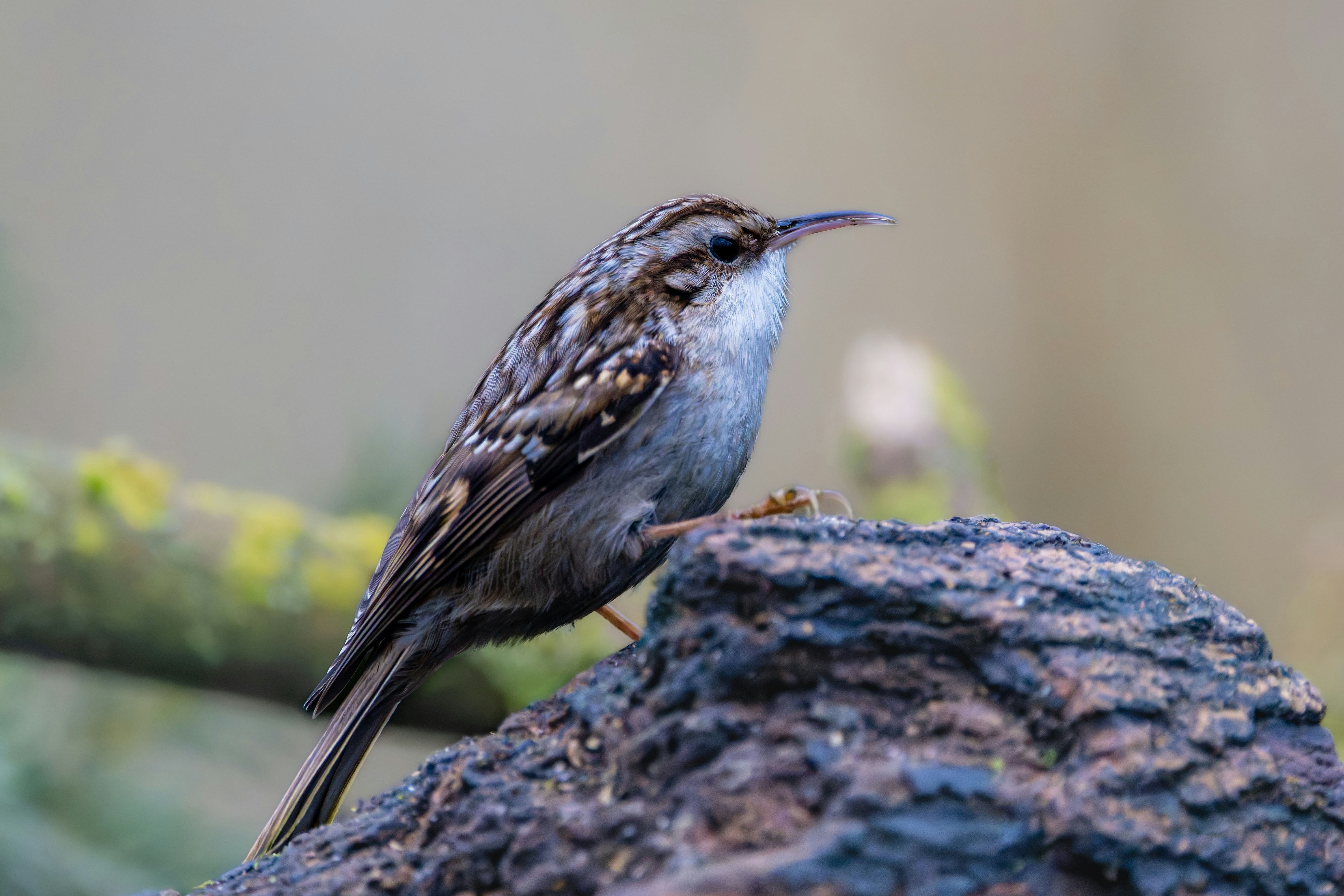 Photo by siegfriedpoepperl