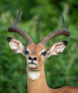 A close up of a deer with very large horns