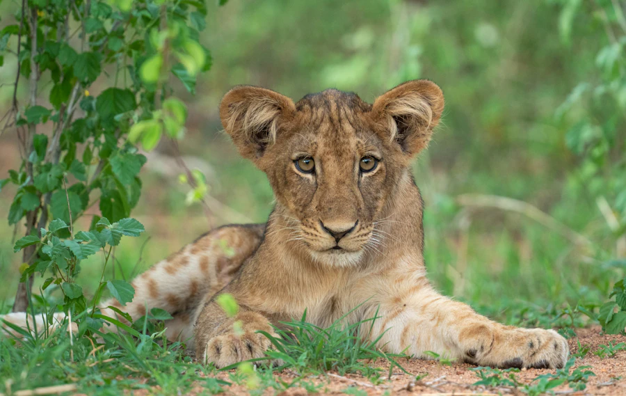 A young lion resting in green grass