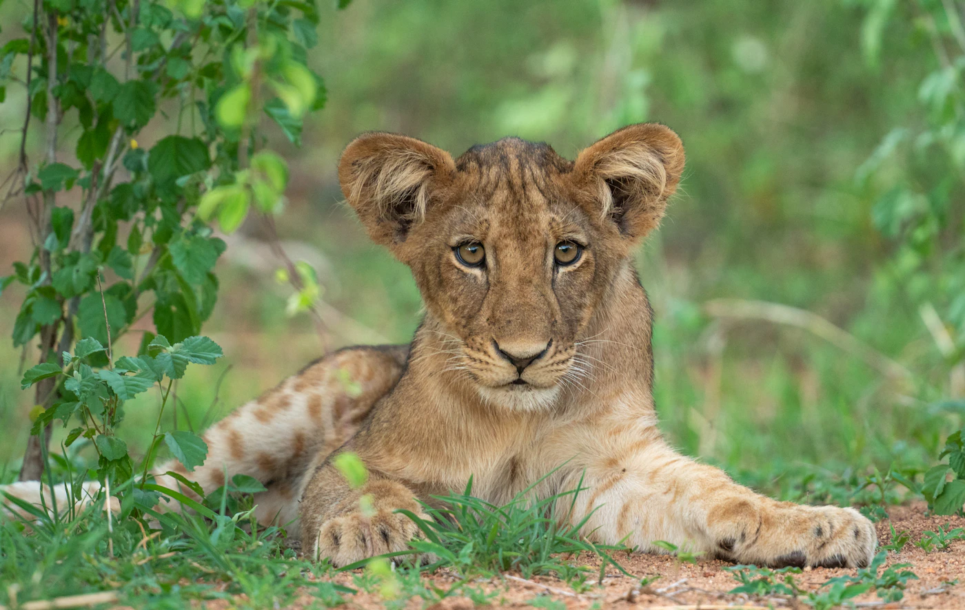 A young lion resting in green grass