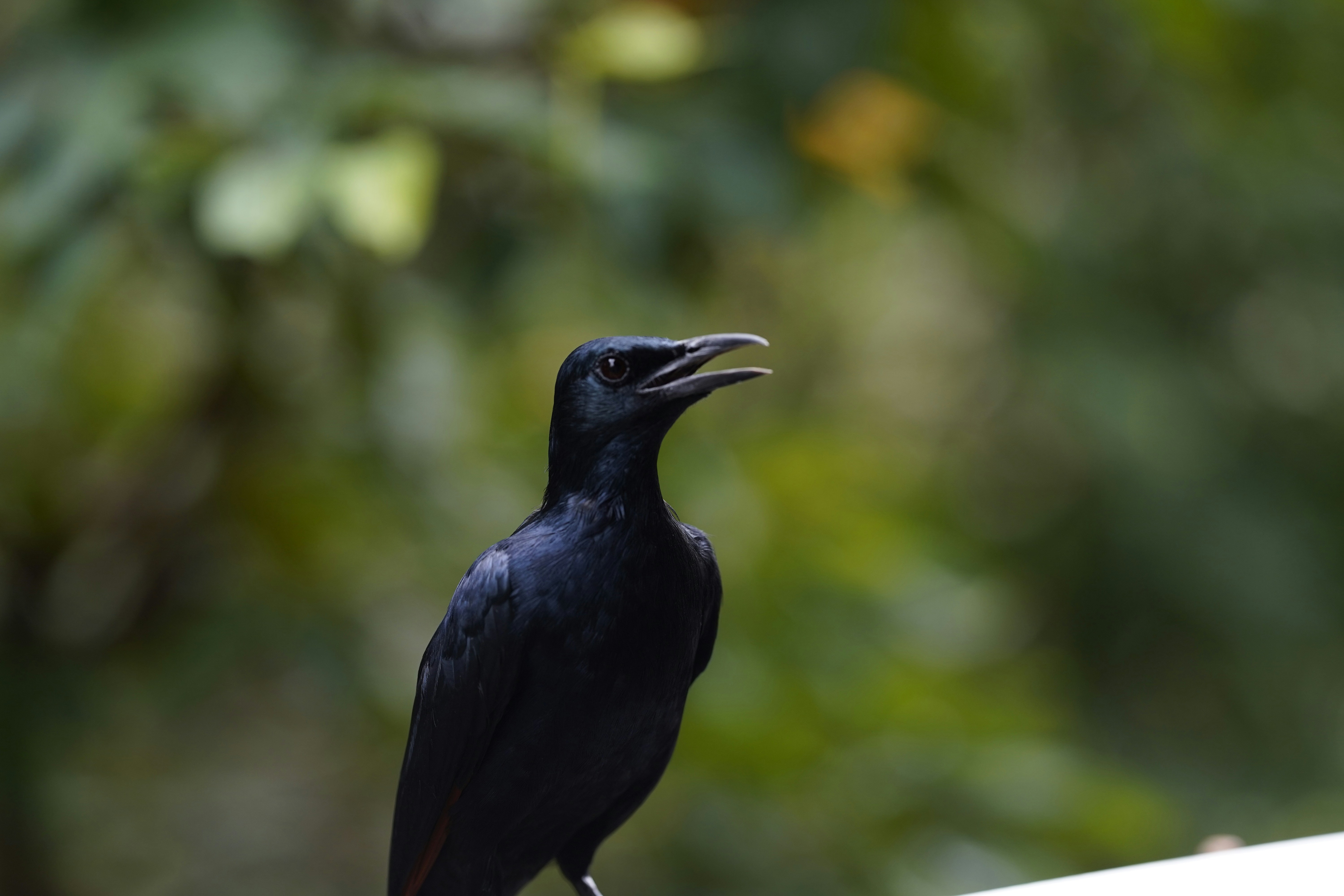 Photo by maryanntoinette