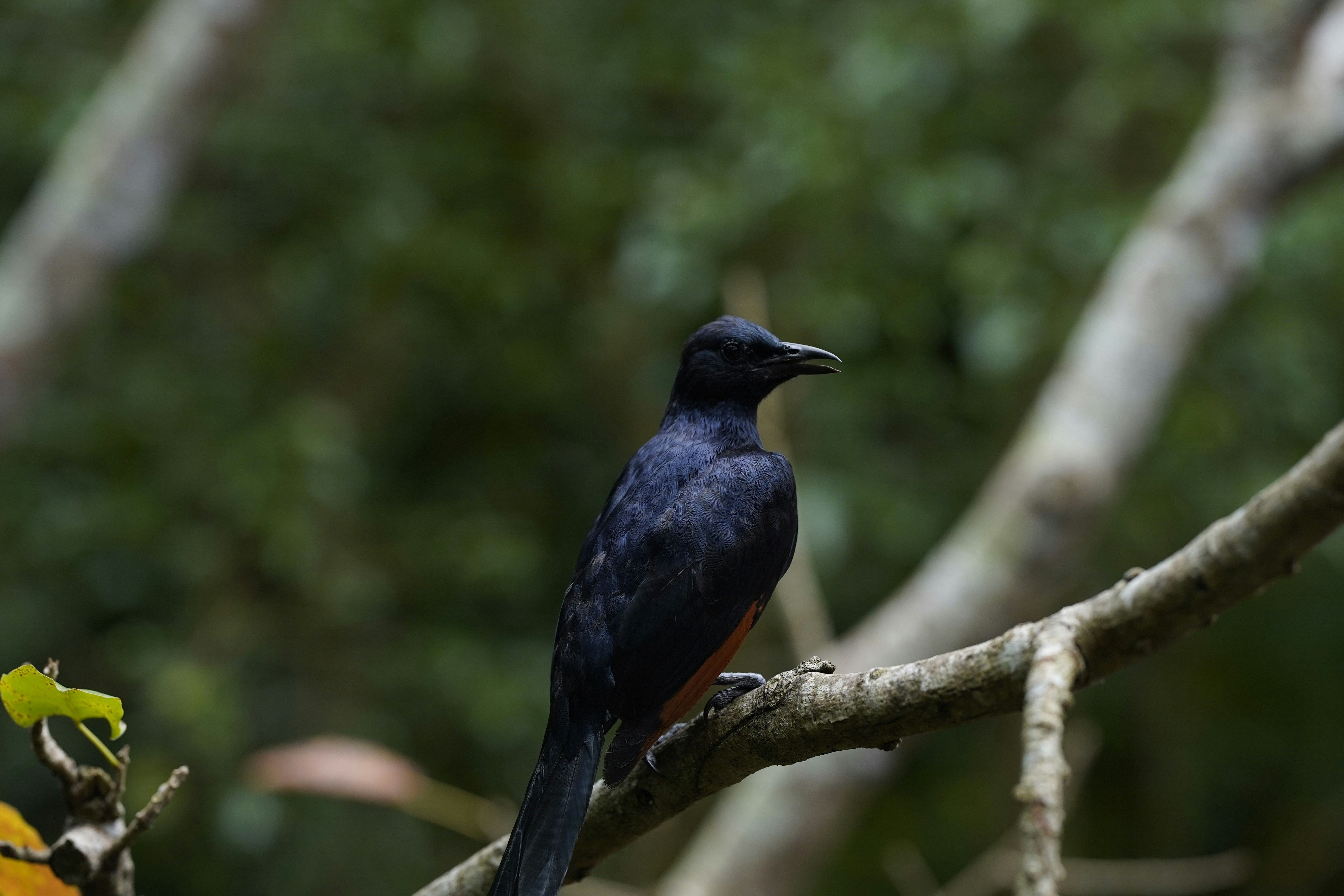 Photo by maryanntoinette