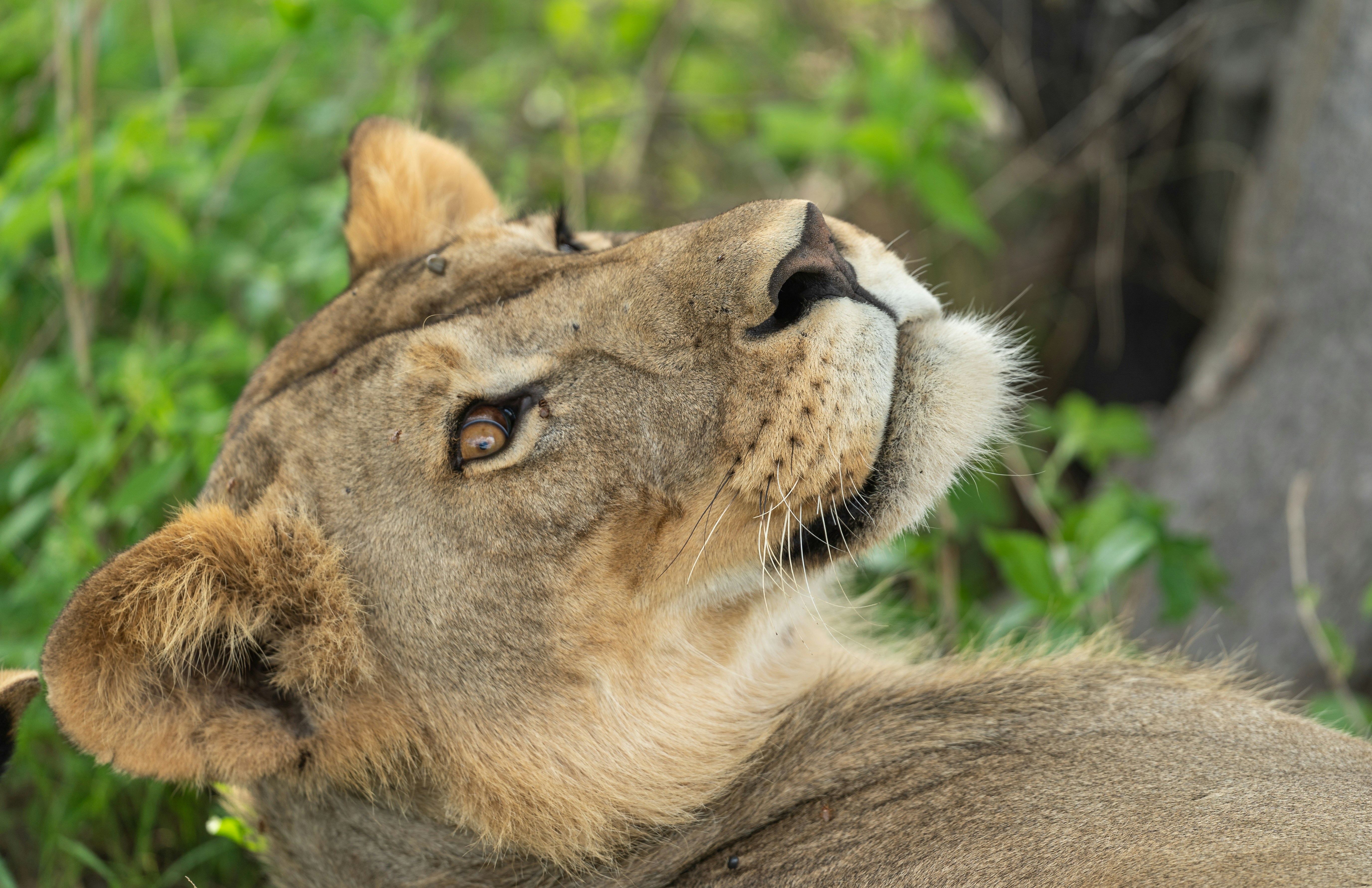 Iringa, Tanzania - None
