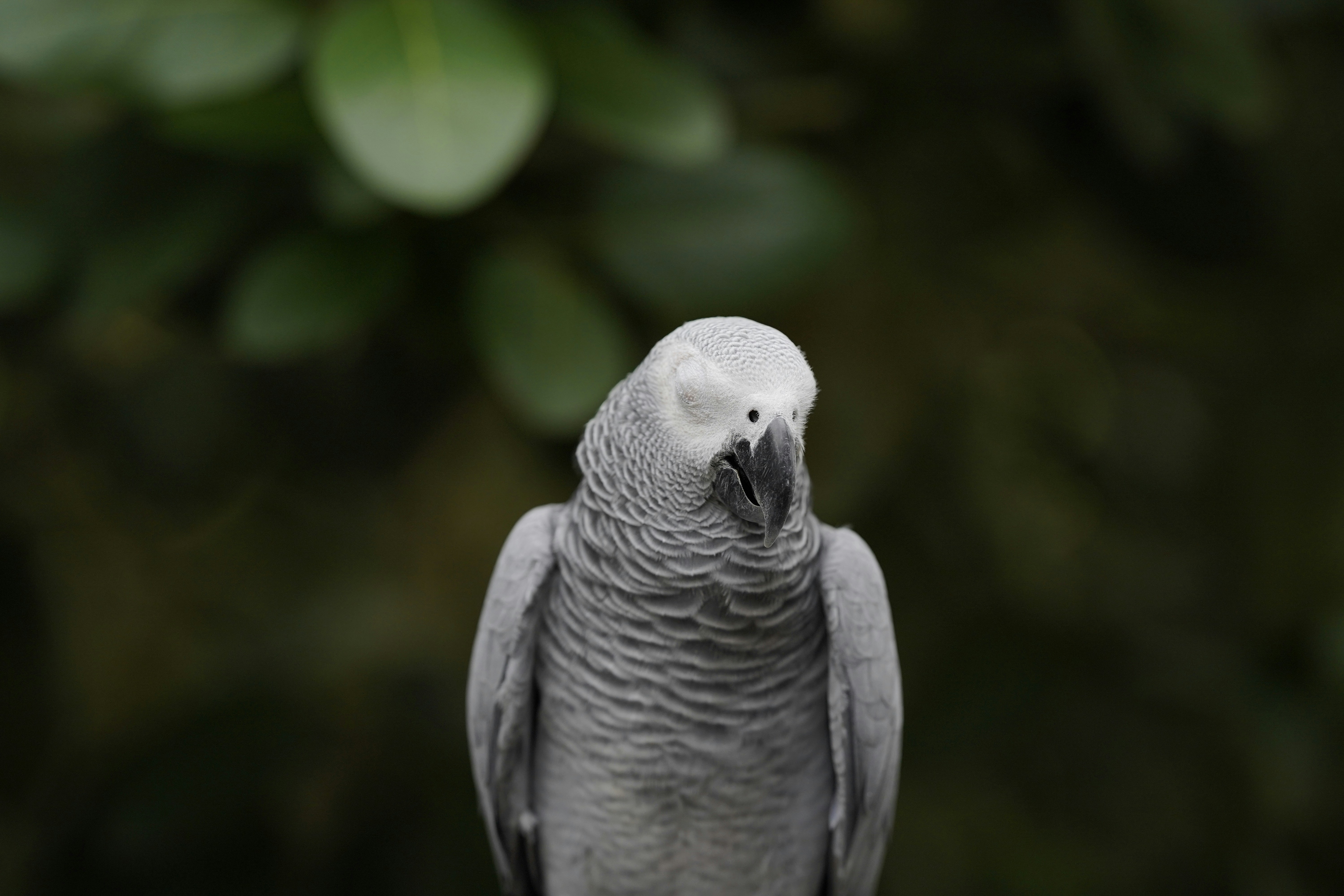 The Timneh African Grey: The Subtle Genius of the Apartment World (image credits: unsplash)