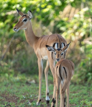 A couple of deer standing on top of a lush green field