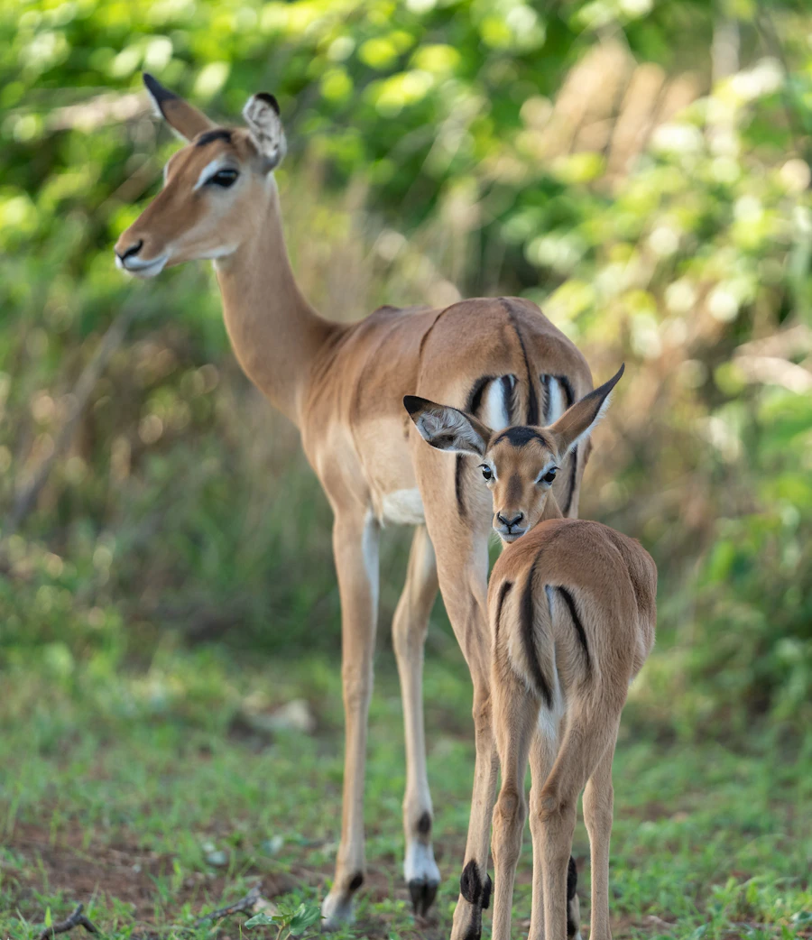 Impala in the bush