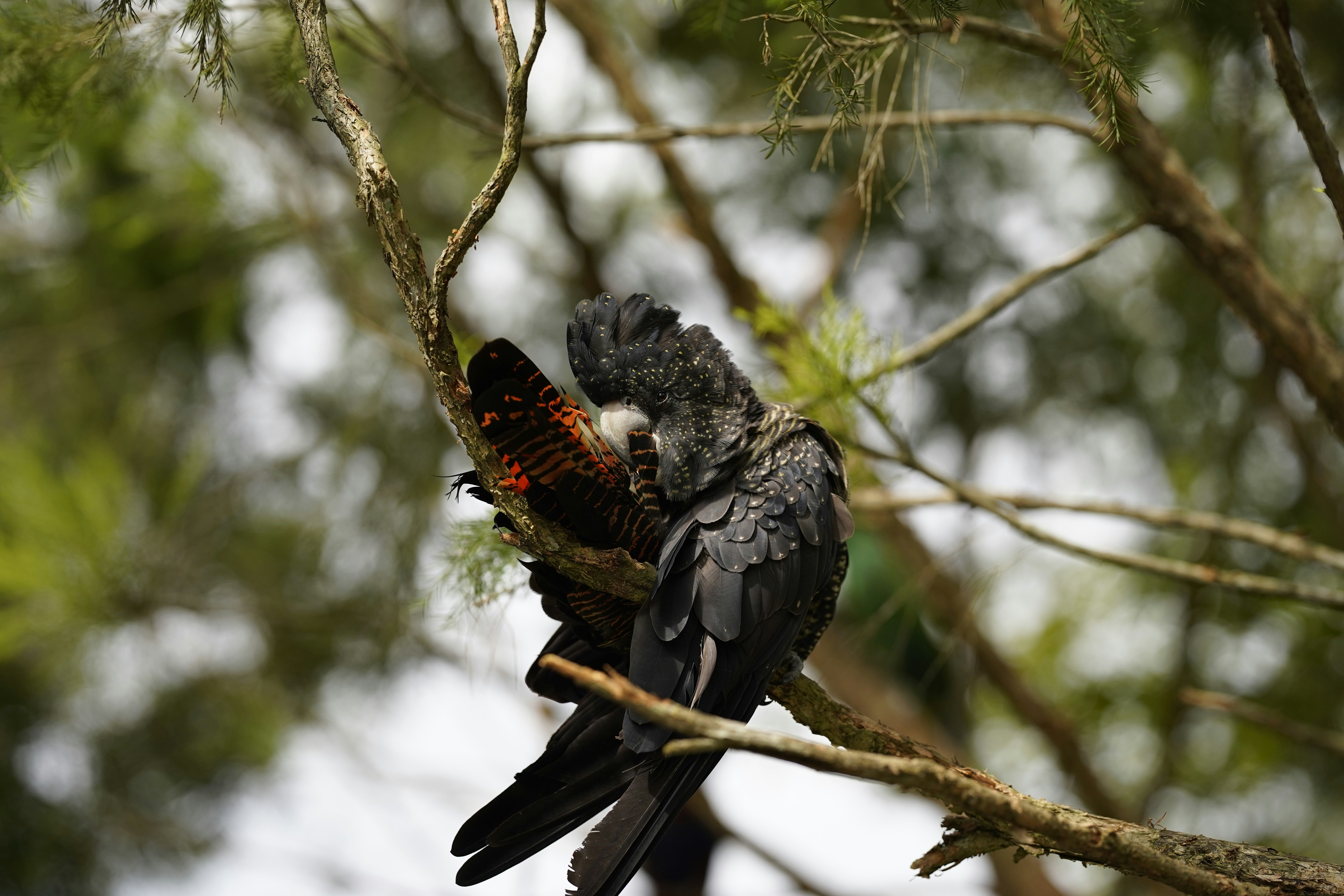 A couple of birds sitting on top of a tree branch photo – Free Animal ...