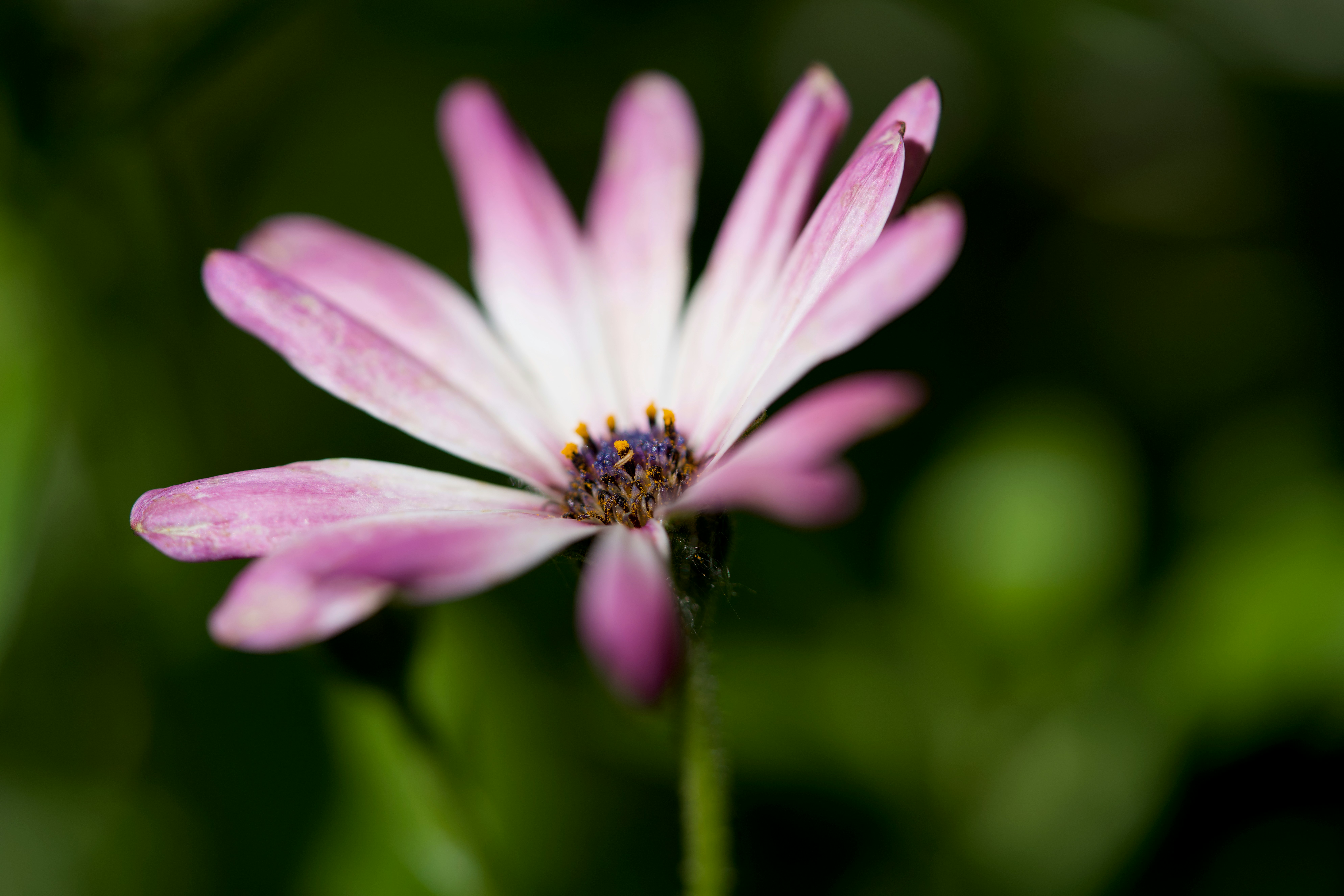 Photo by chonkyninja