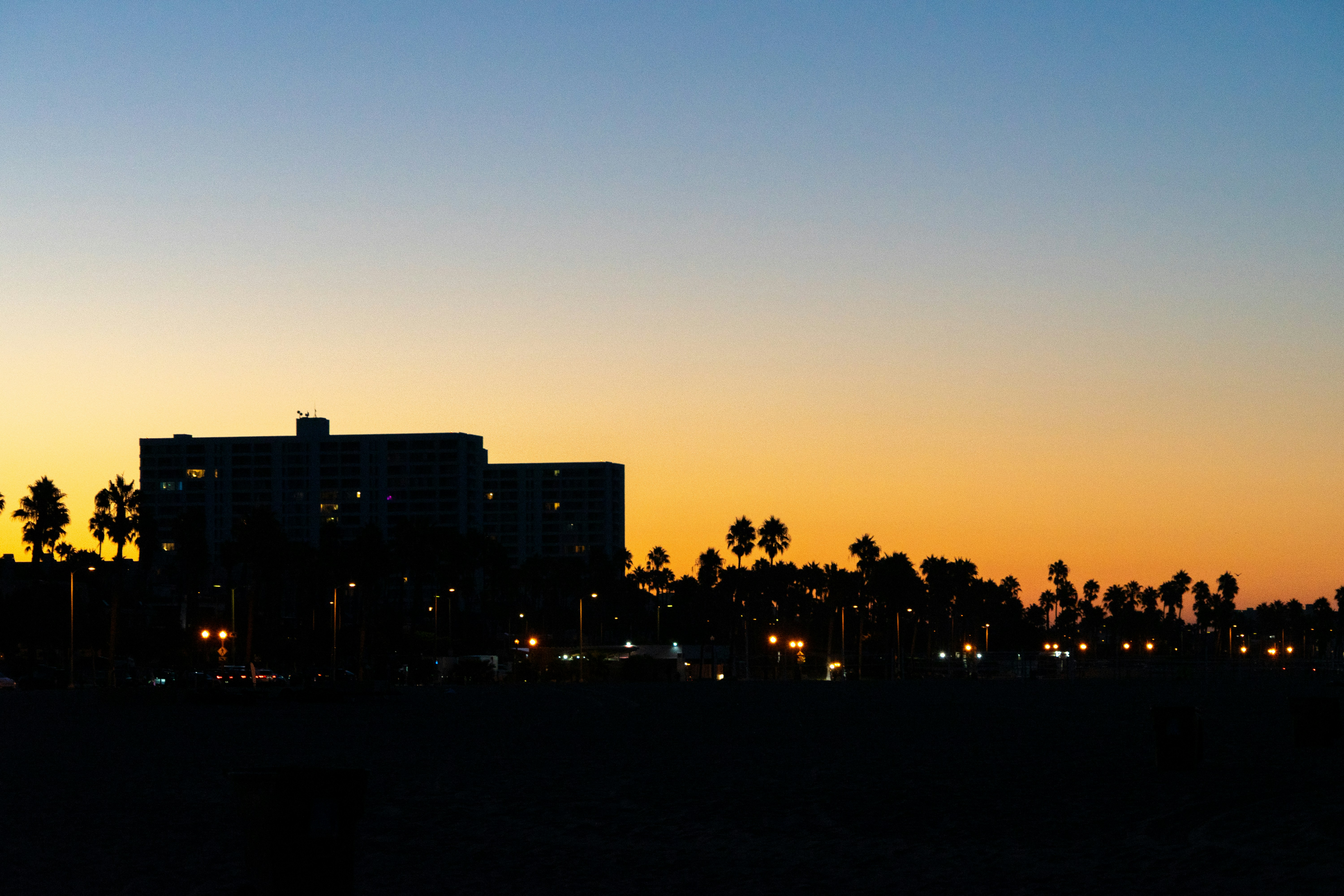 A city skyline with palm trees in the foreground
