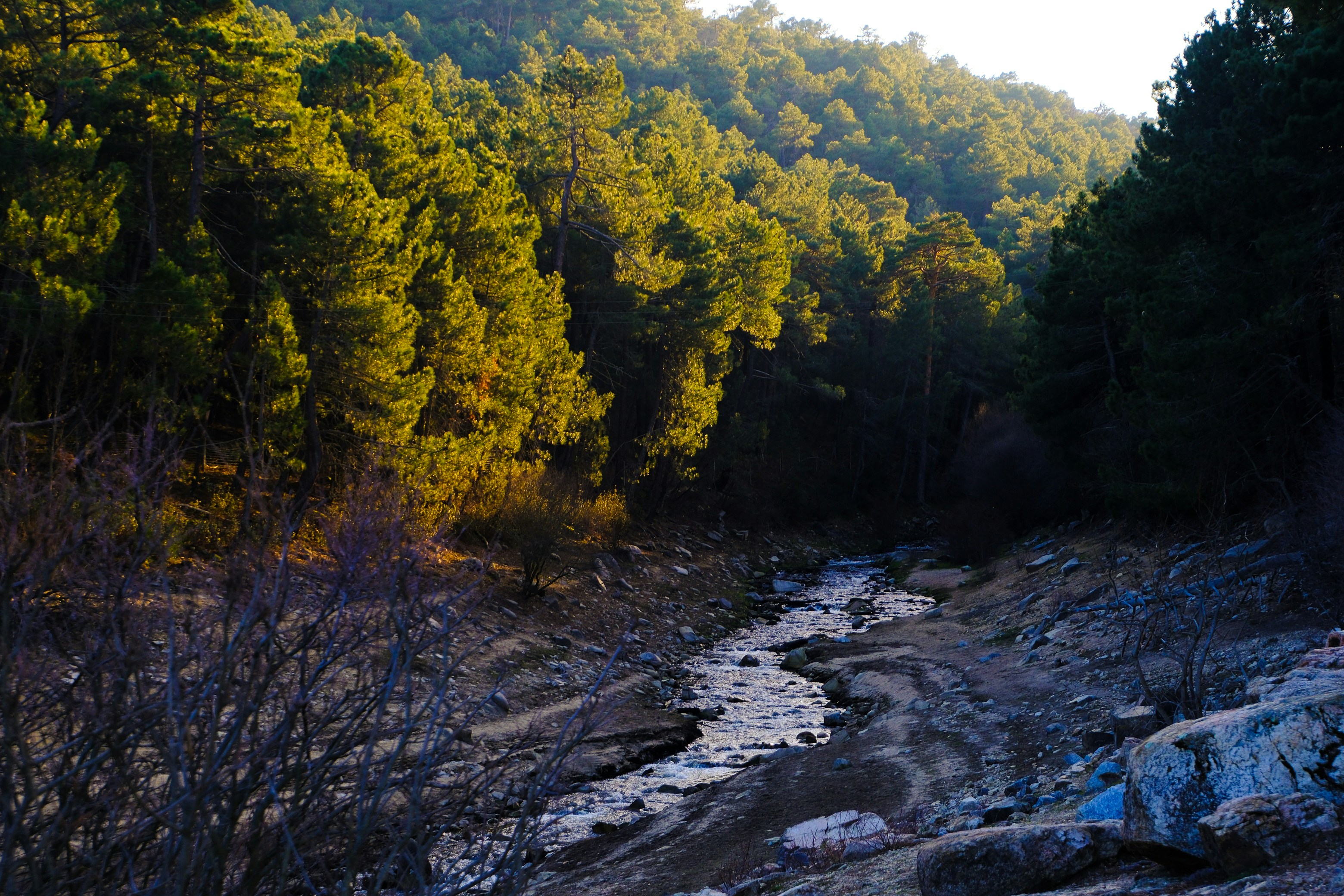 A river running through a forest filled with lots of trees
