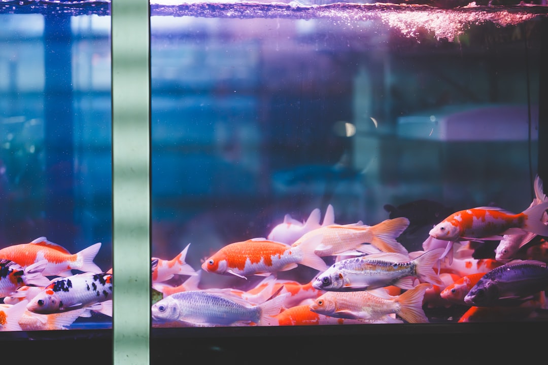A well-maintained aquarium setup showing clear water and healthy fish