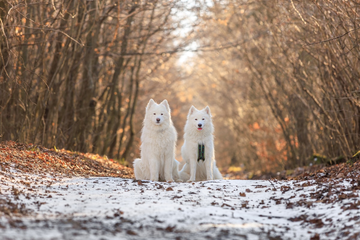 White dogs sitting on snow covered road