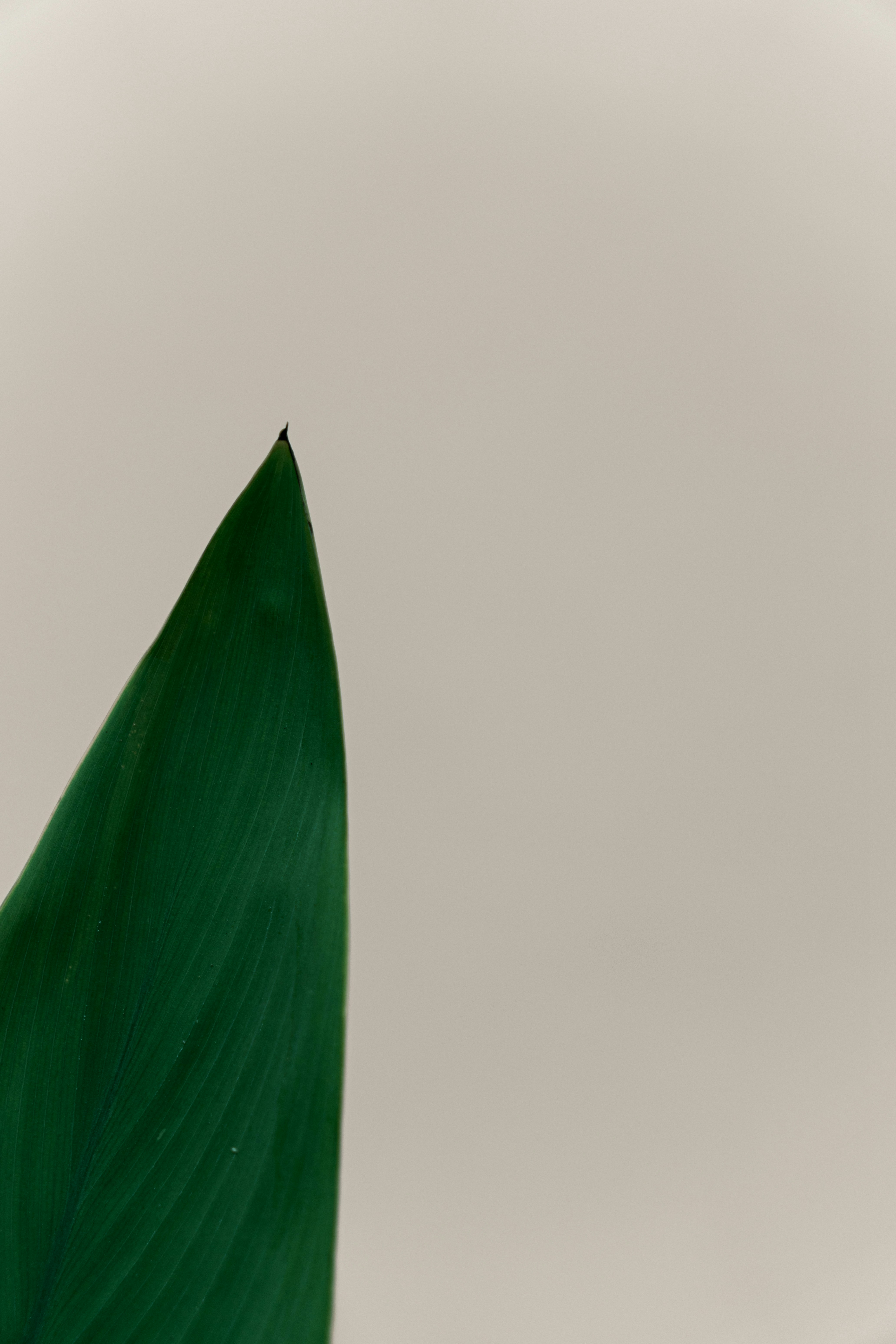 minimalist phone wallpaper, wallpaper, Bisnis Online Tanpa Modal: Panduan Lengkap Lewat HP 4