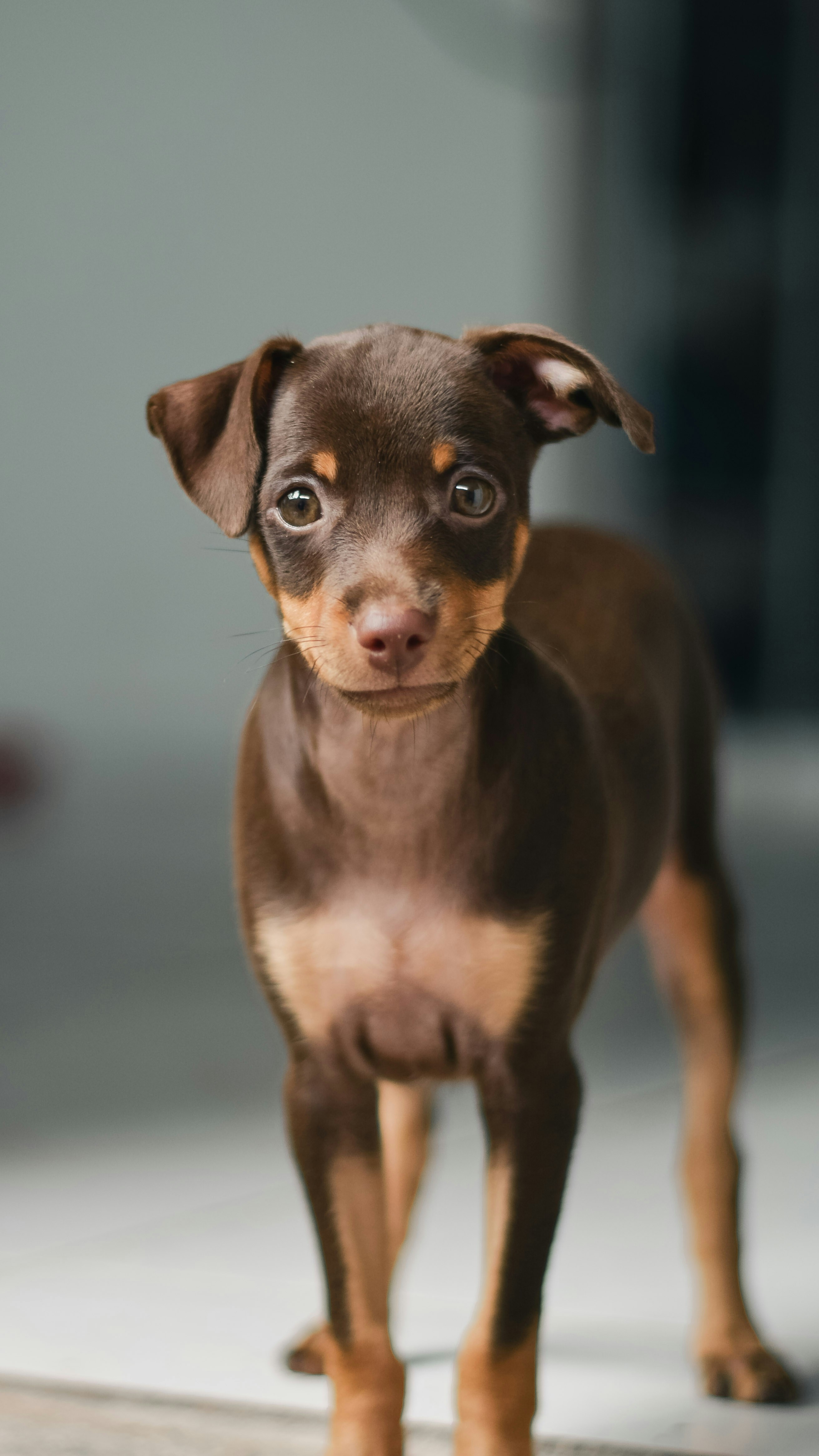 Photo by raffaalvess