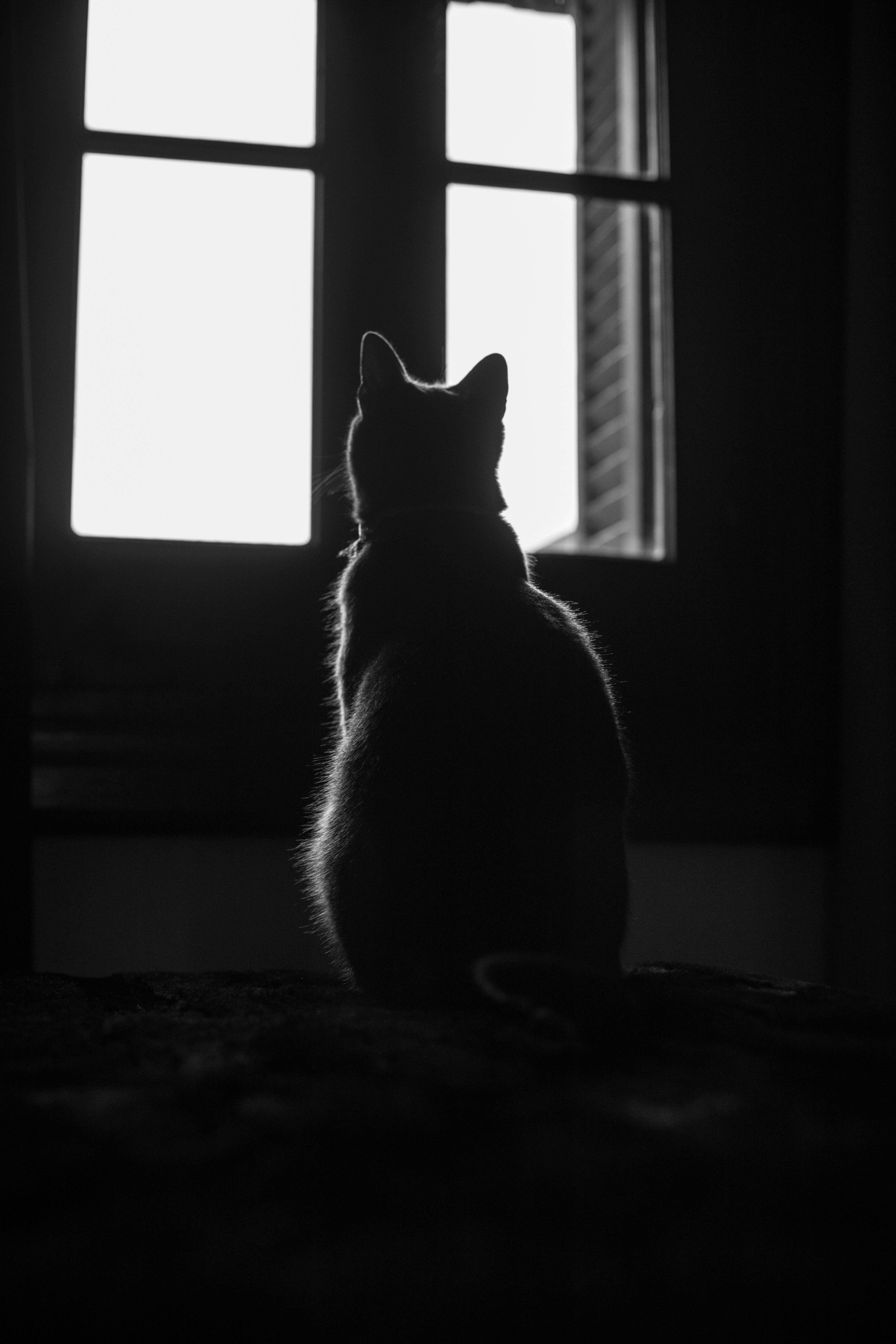 A black and white photo of a cat looking out a window