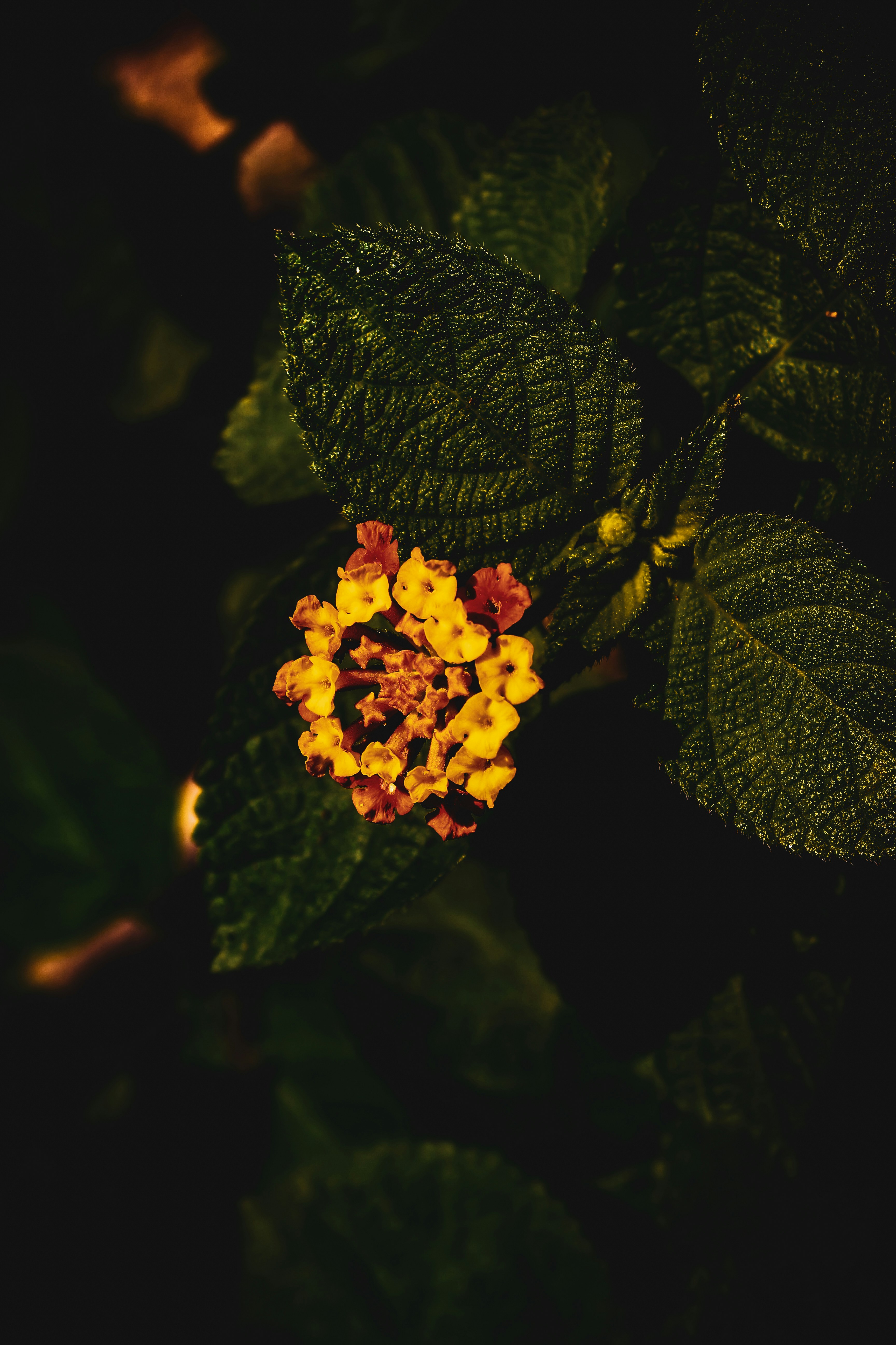 Photo by itsbiswanath