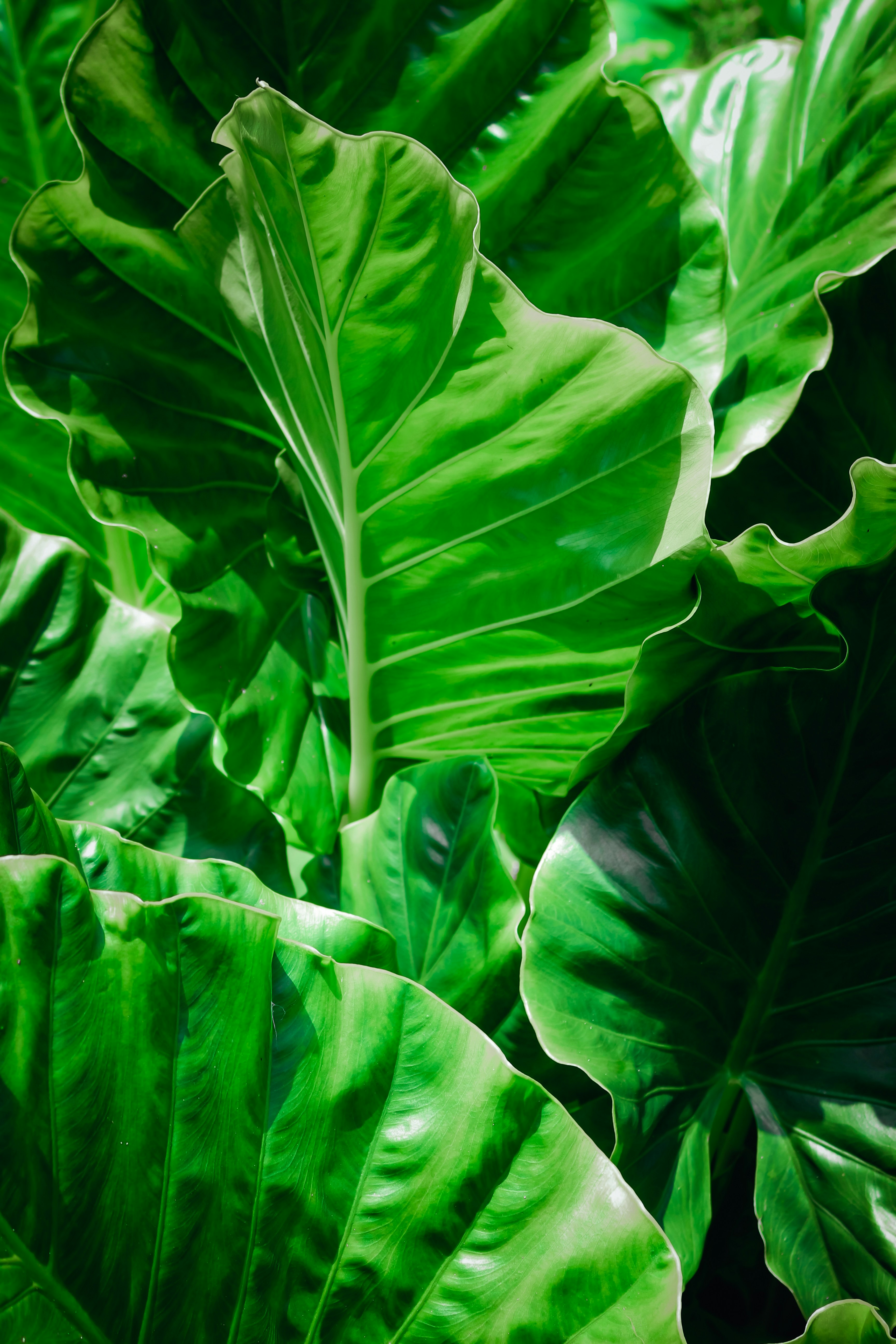 Photo by itsbiswanath