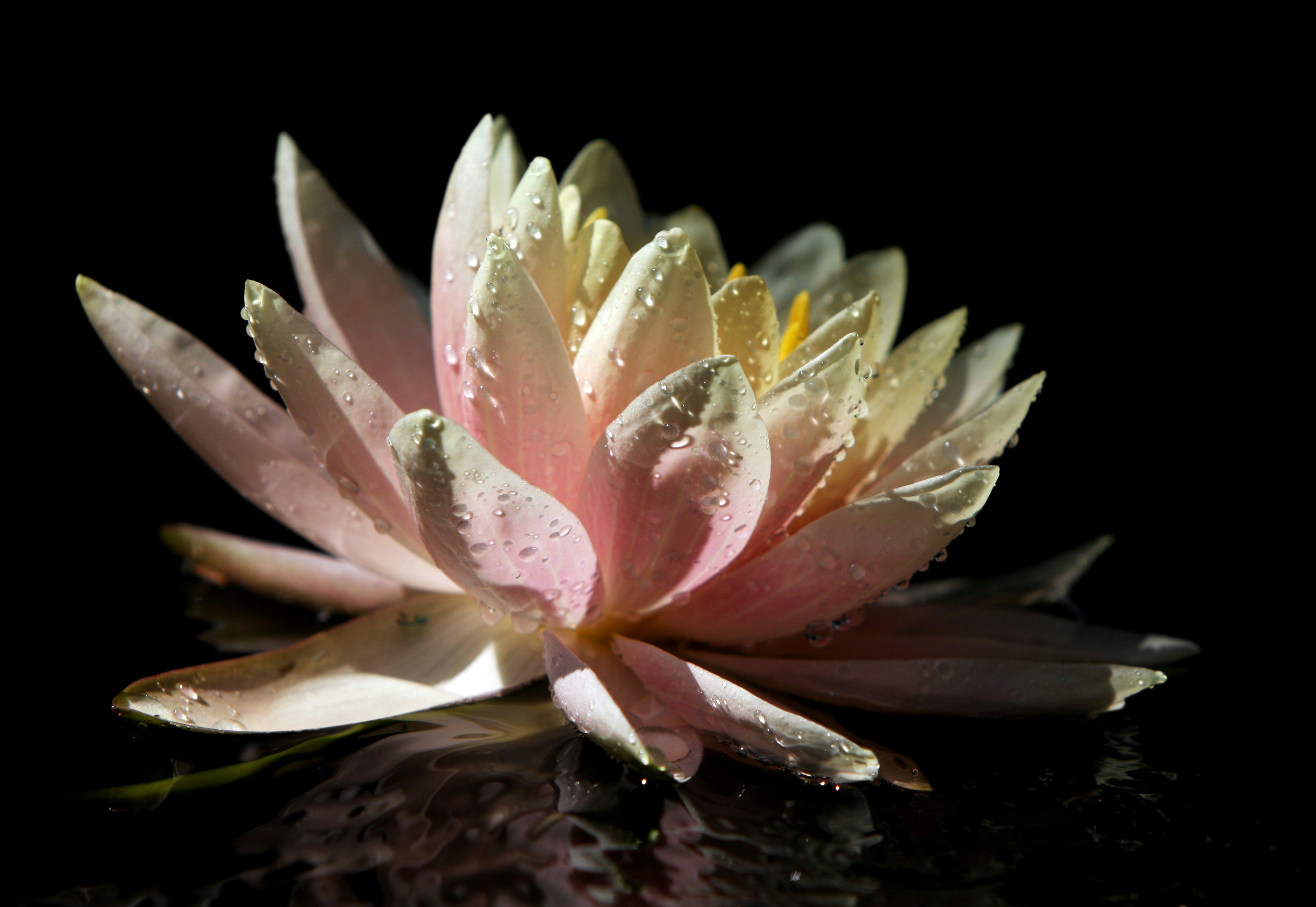 Photo by john_cardamone