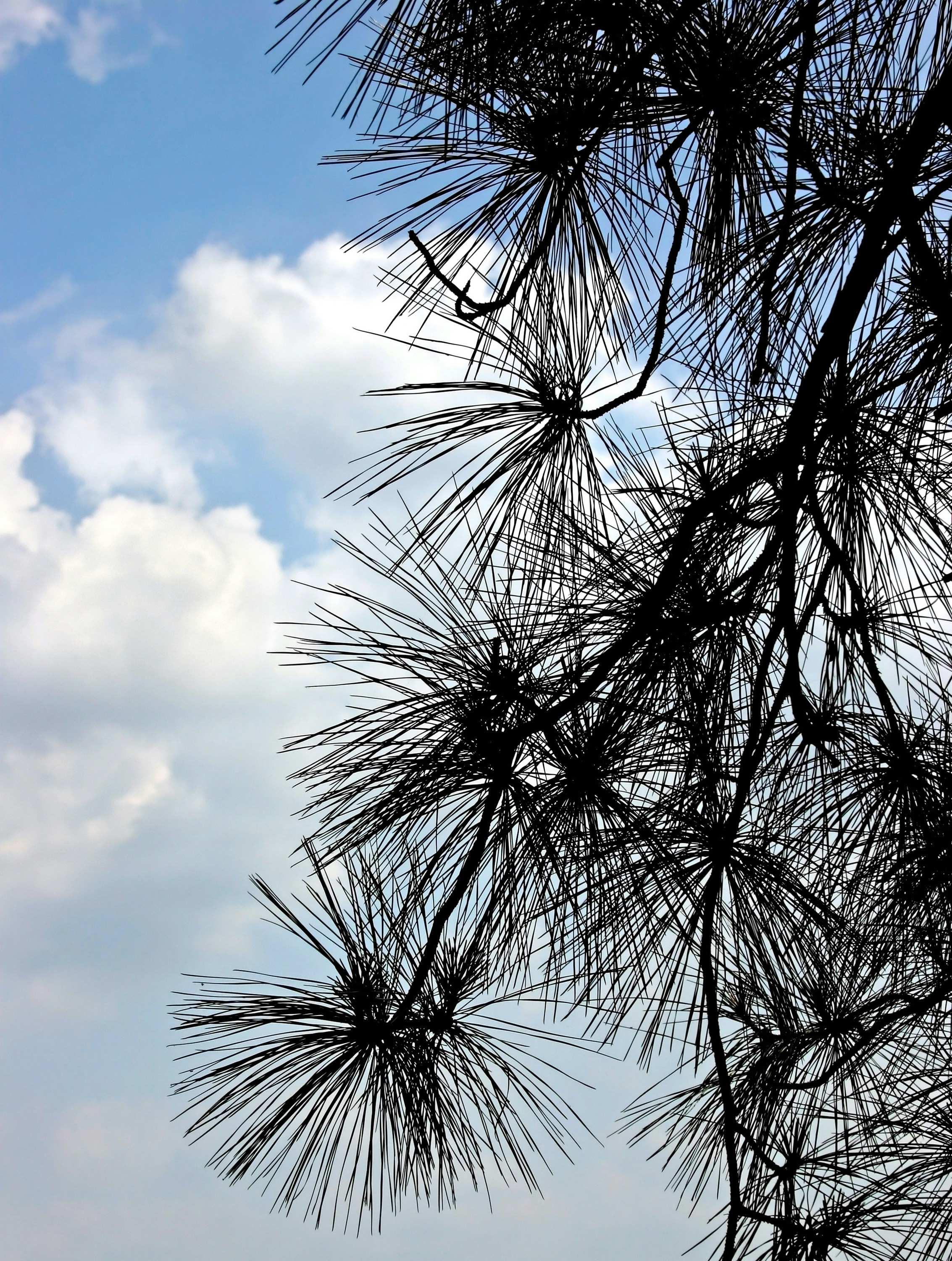 Photo by john_cardamone