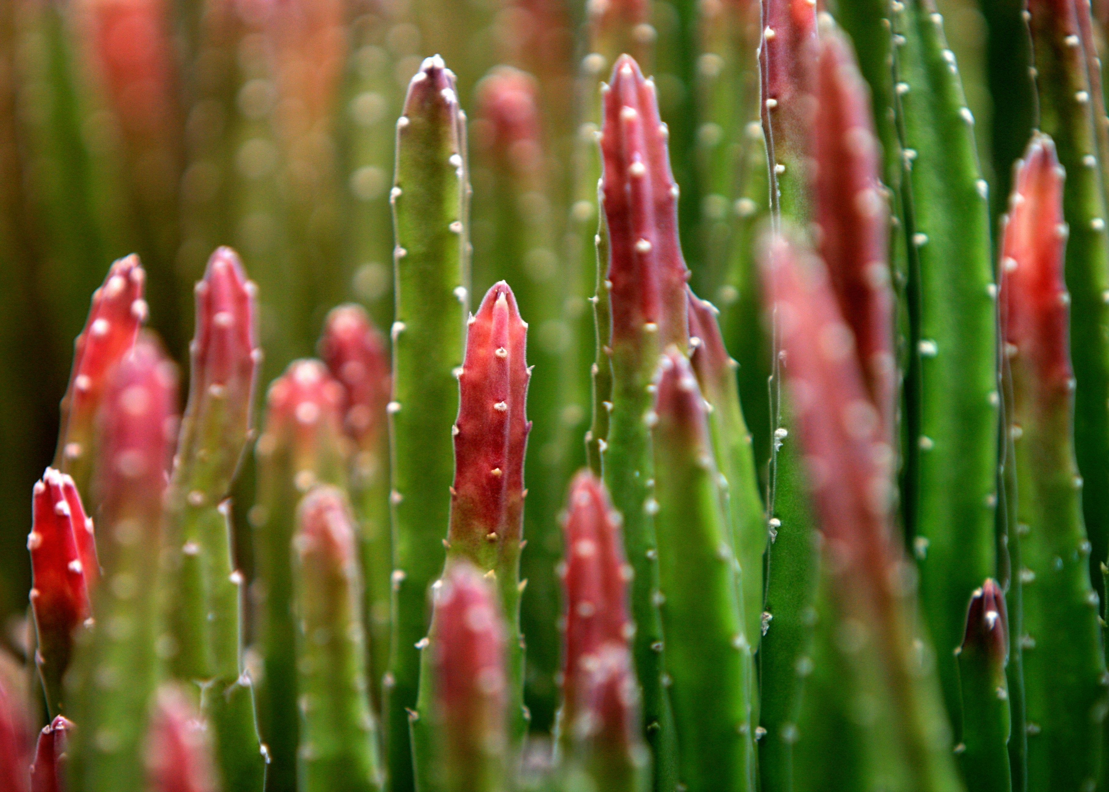 Photo by john_cardamone