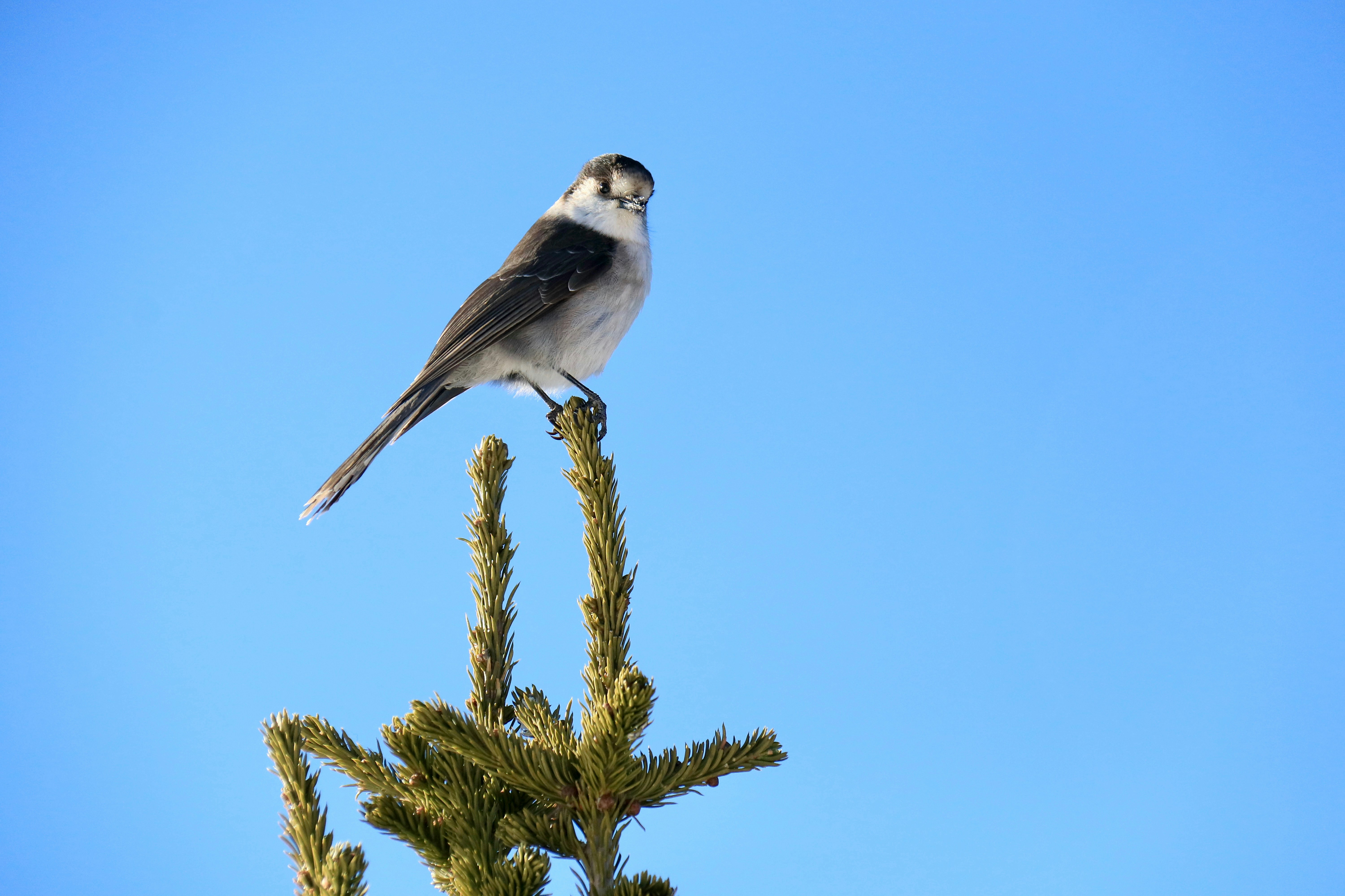 Un uccello è appollaiato in cima a un cactus