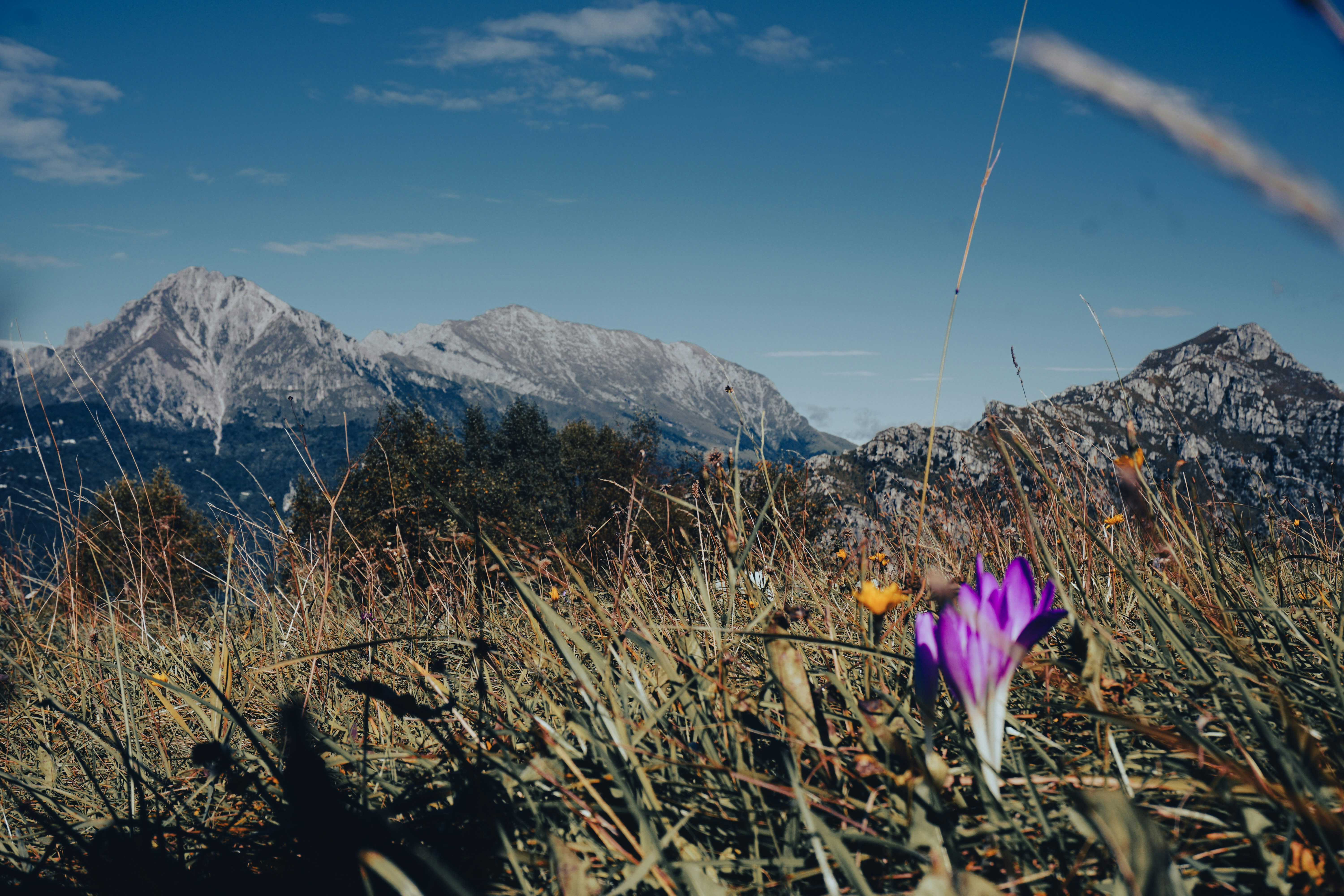 A purple flower in a field with mountains in the background
