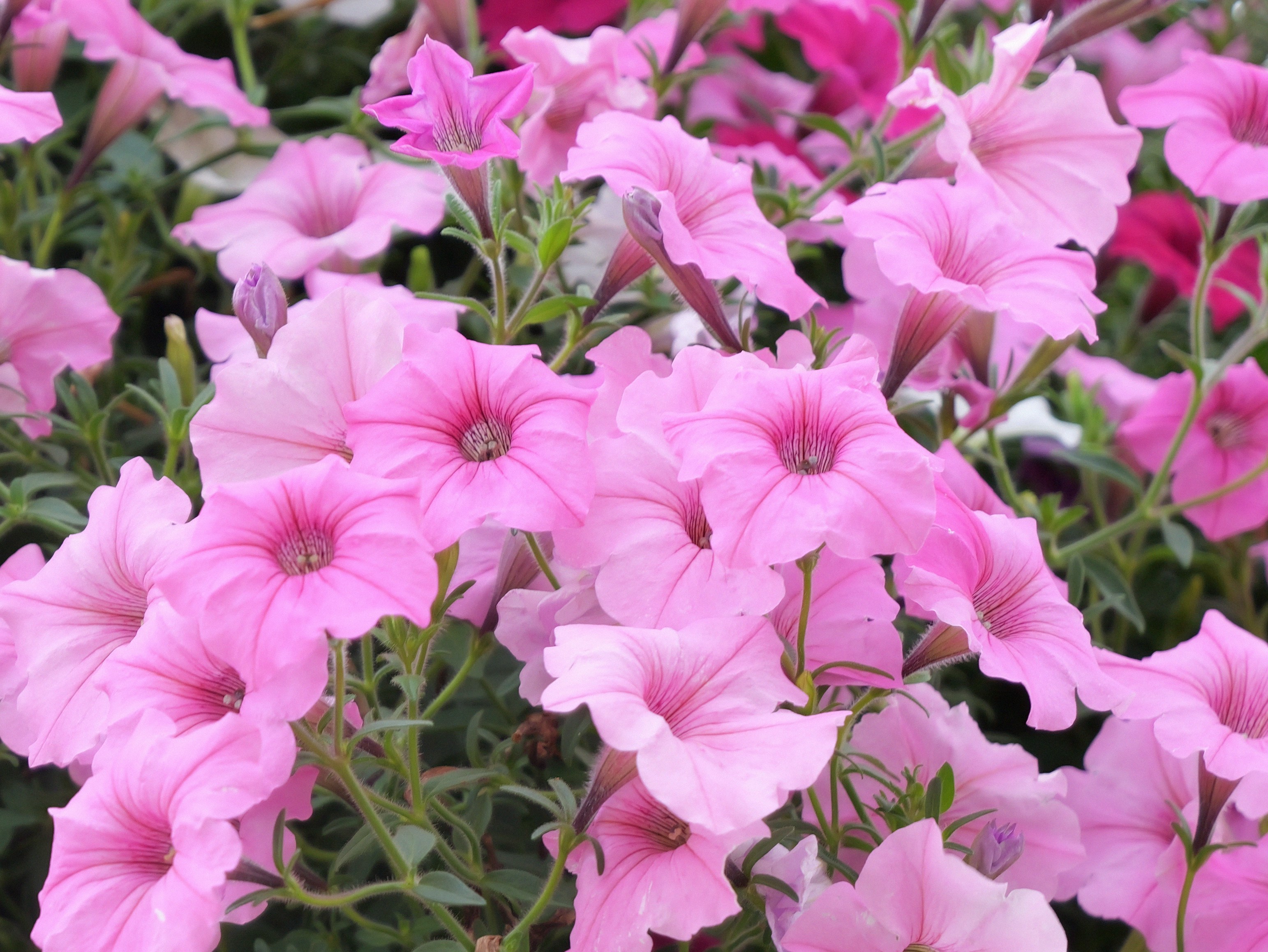 Photo by karonthompson