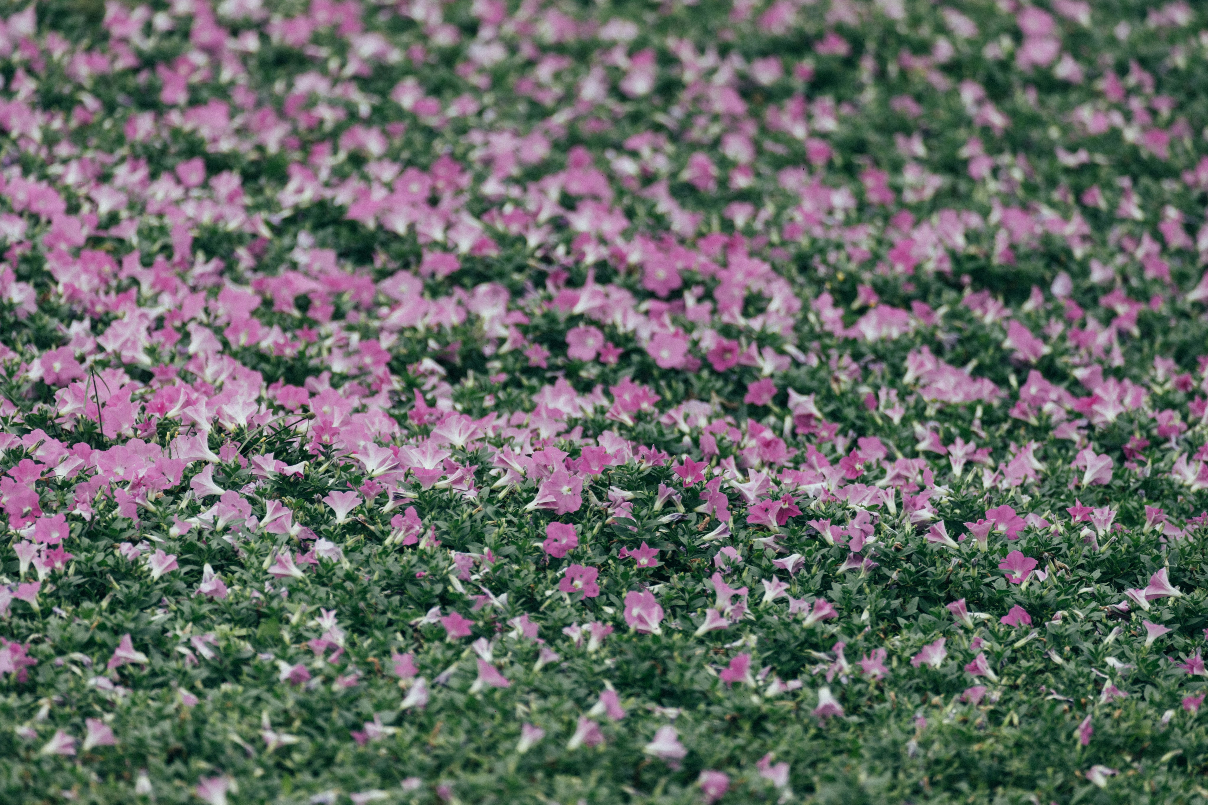 Photo by tsuyoshikozu