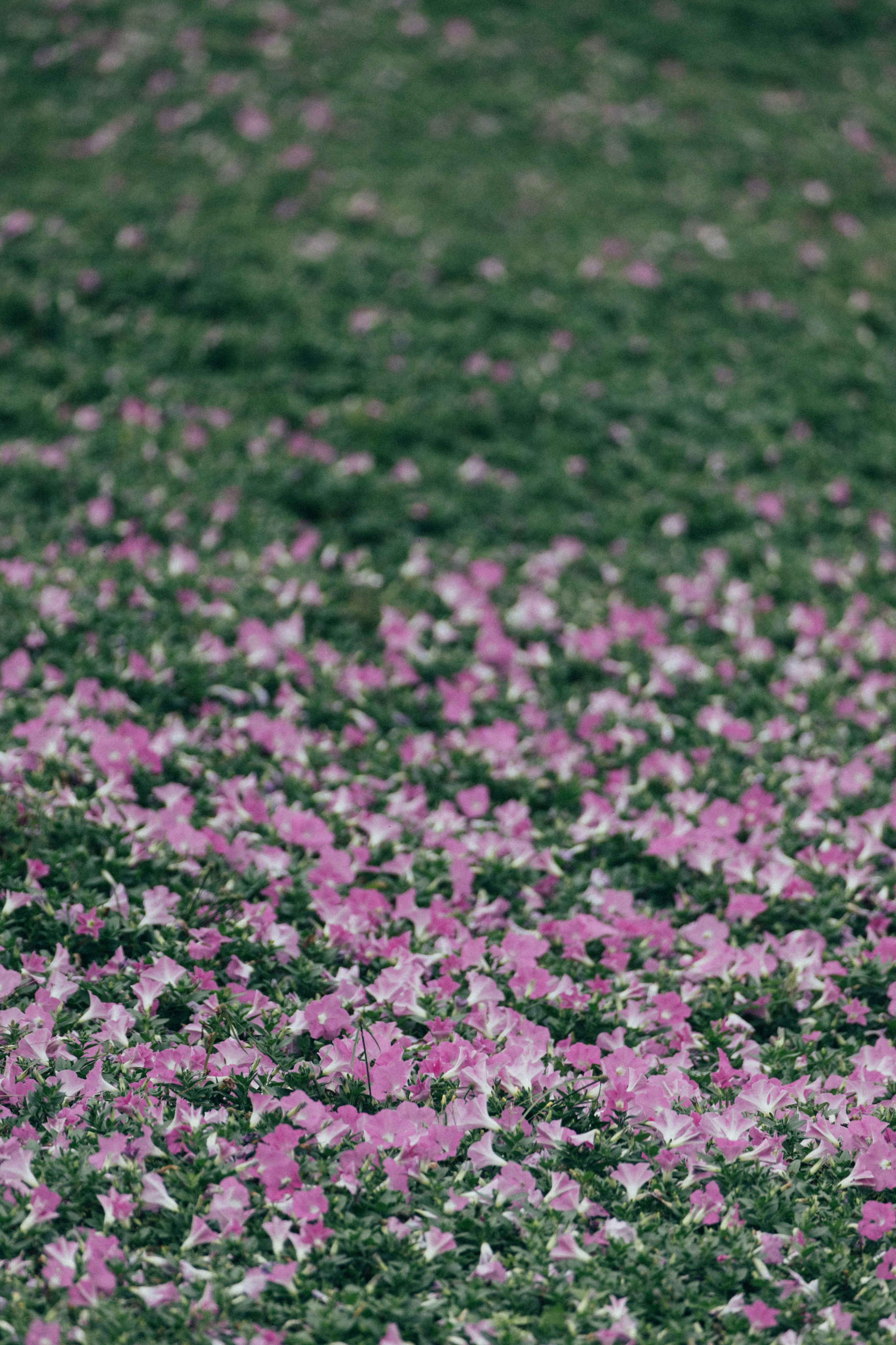 Photo by tsuyoshikozu