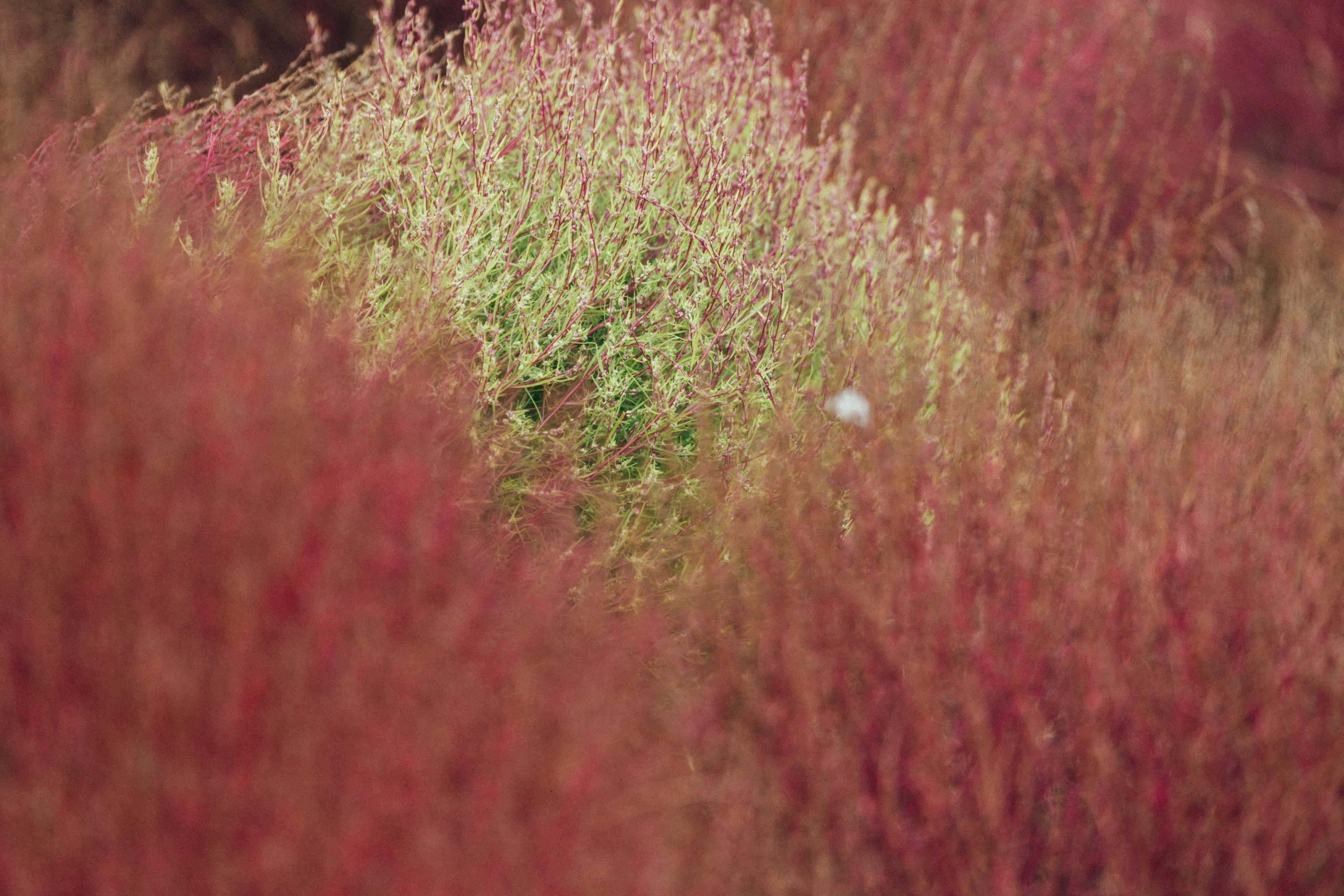 Photo by tsuyoshikozu