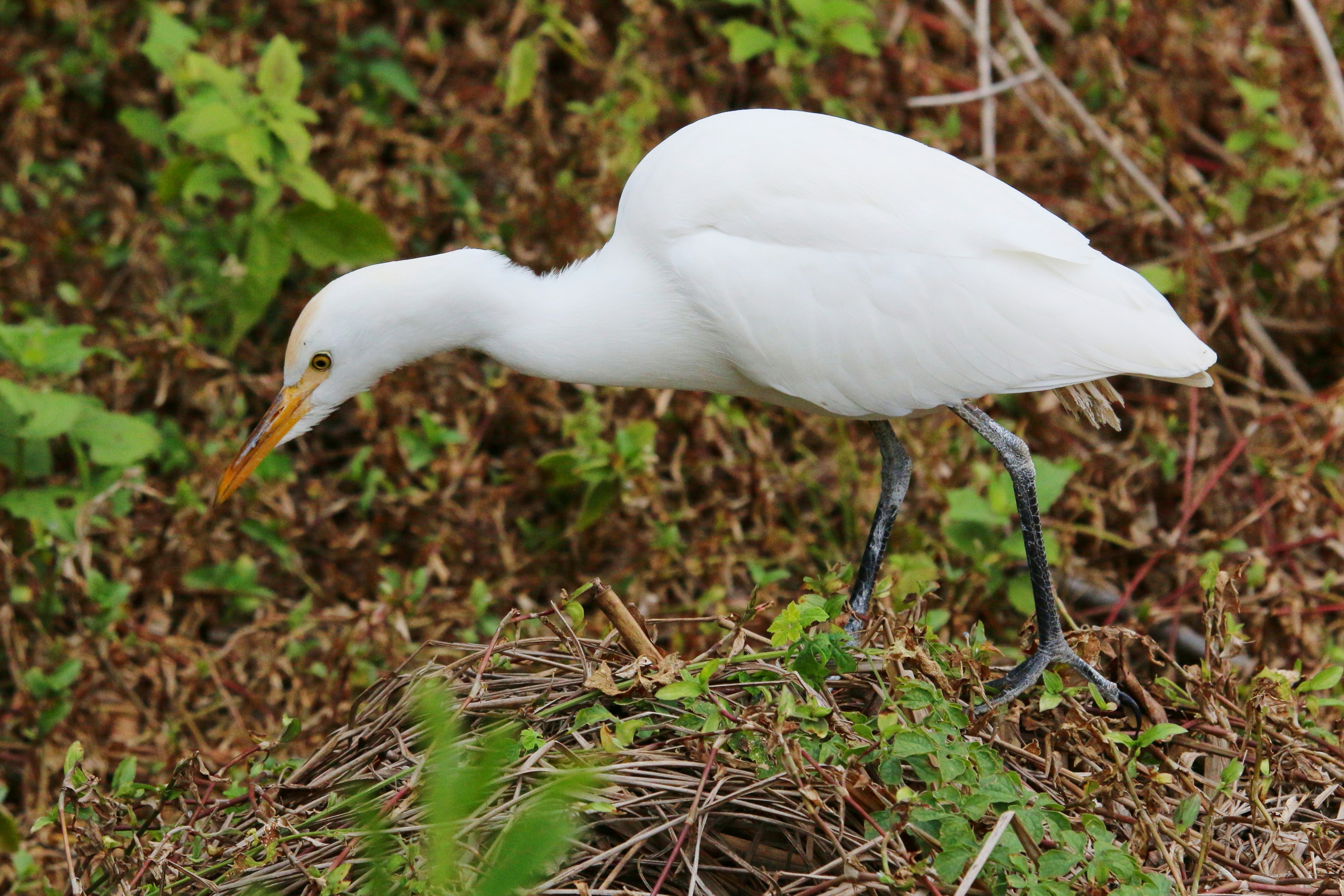 Photo by goldenplover31