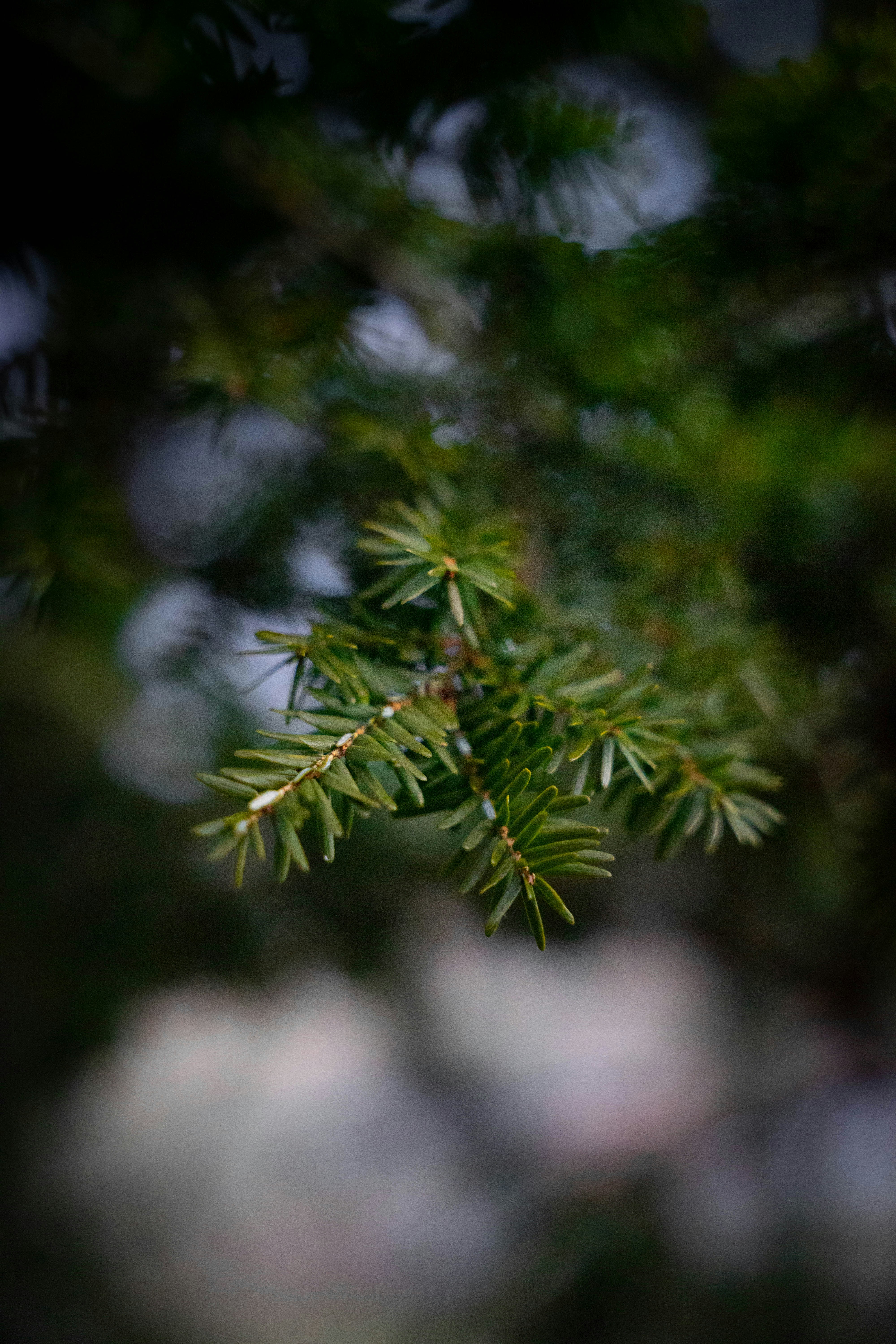 Photo by davidzumpephotography