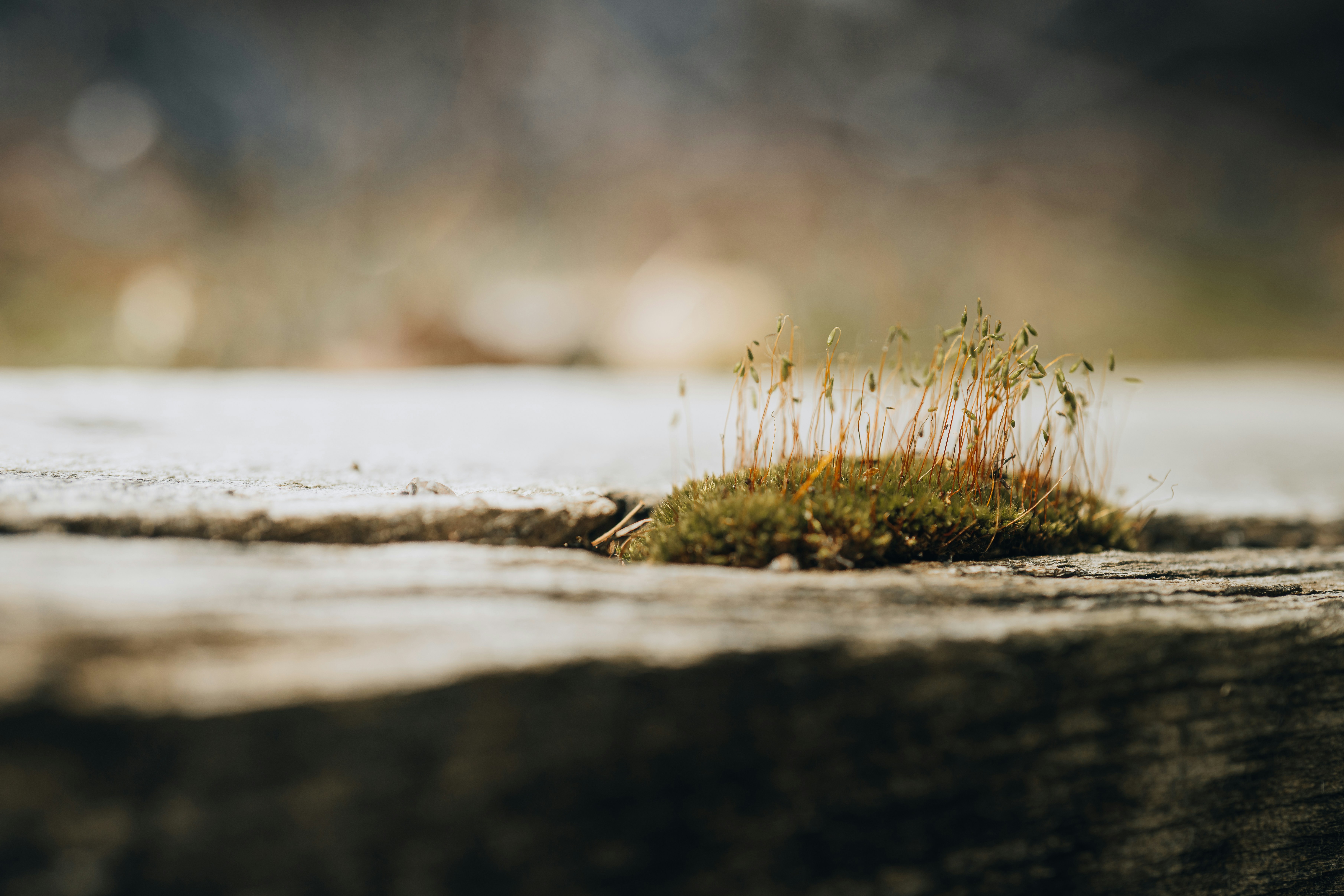 Photo by bugsandslugs