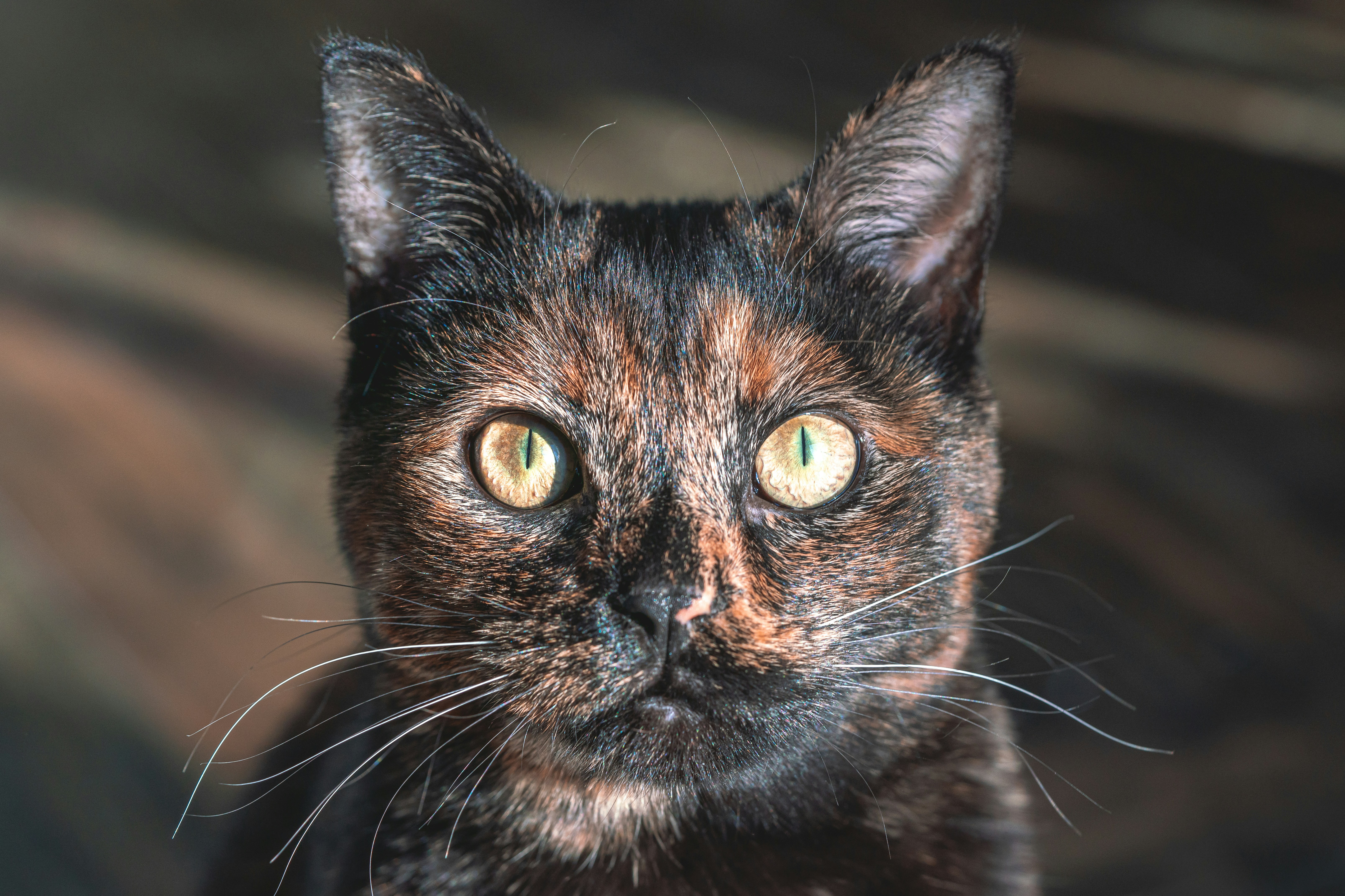 Photo by bugsandslugs