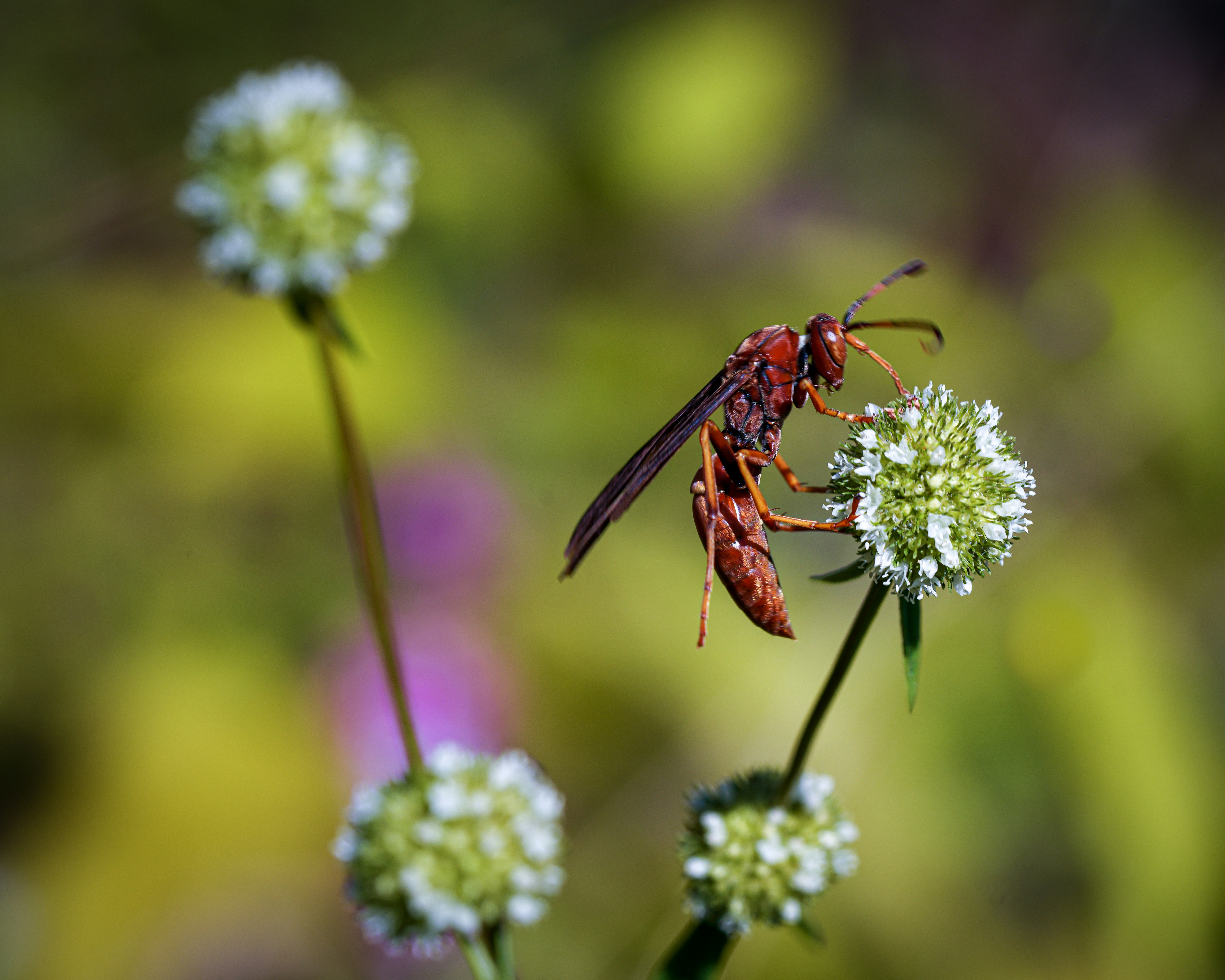 A bug sitting on top of a white flower
