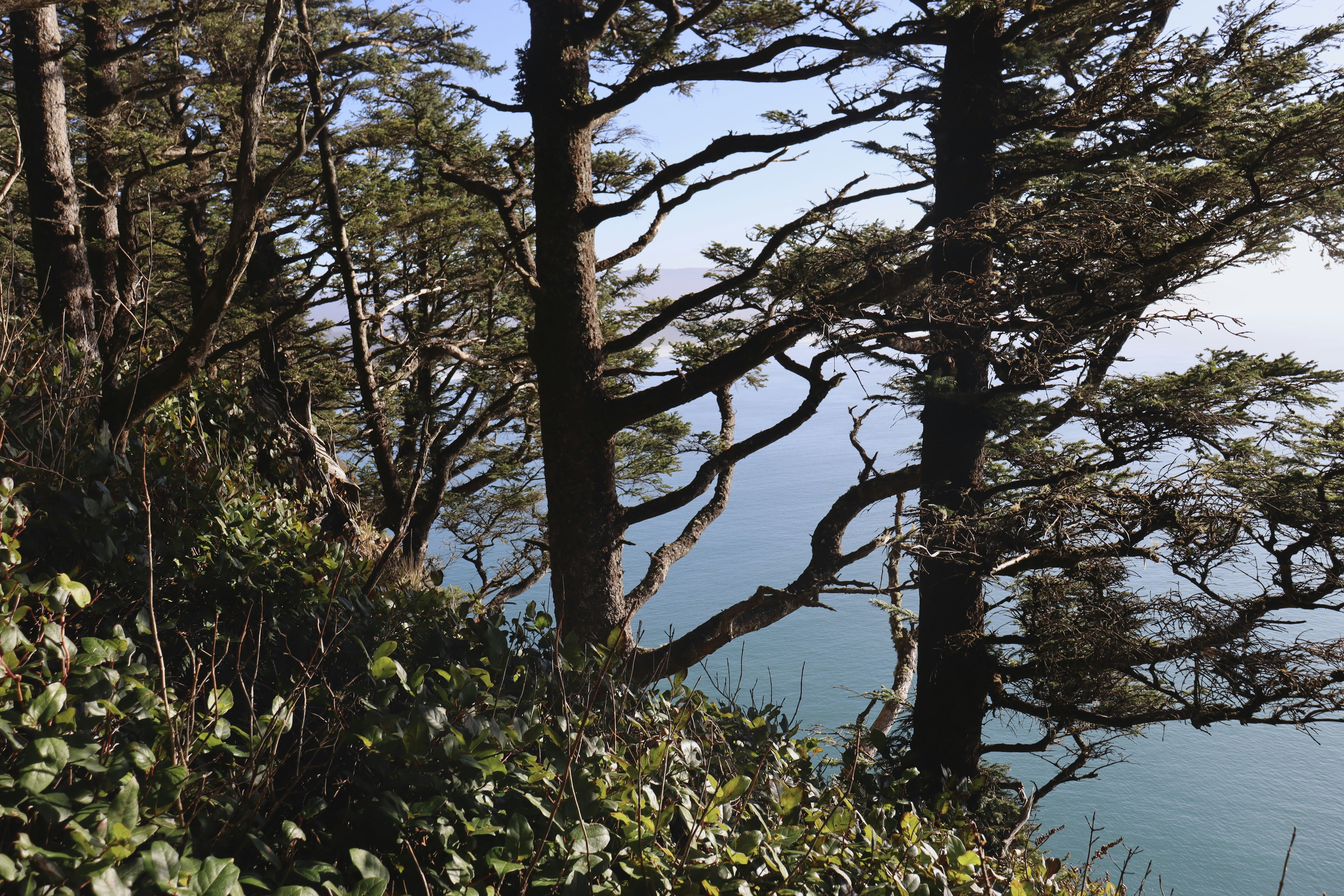 A view of a body of water through some trees