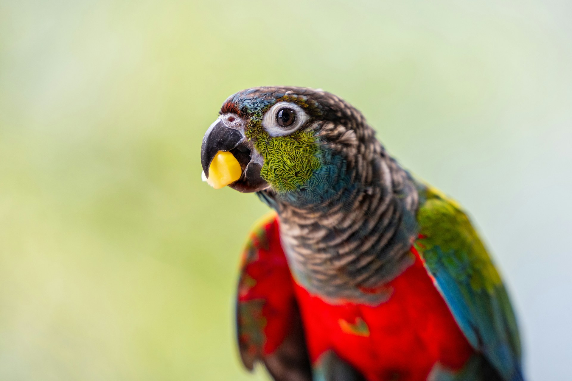 A close up of a parrot with a blurry background