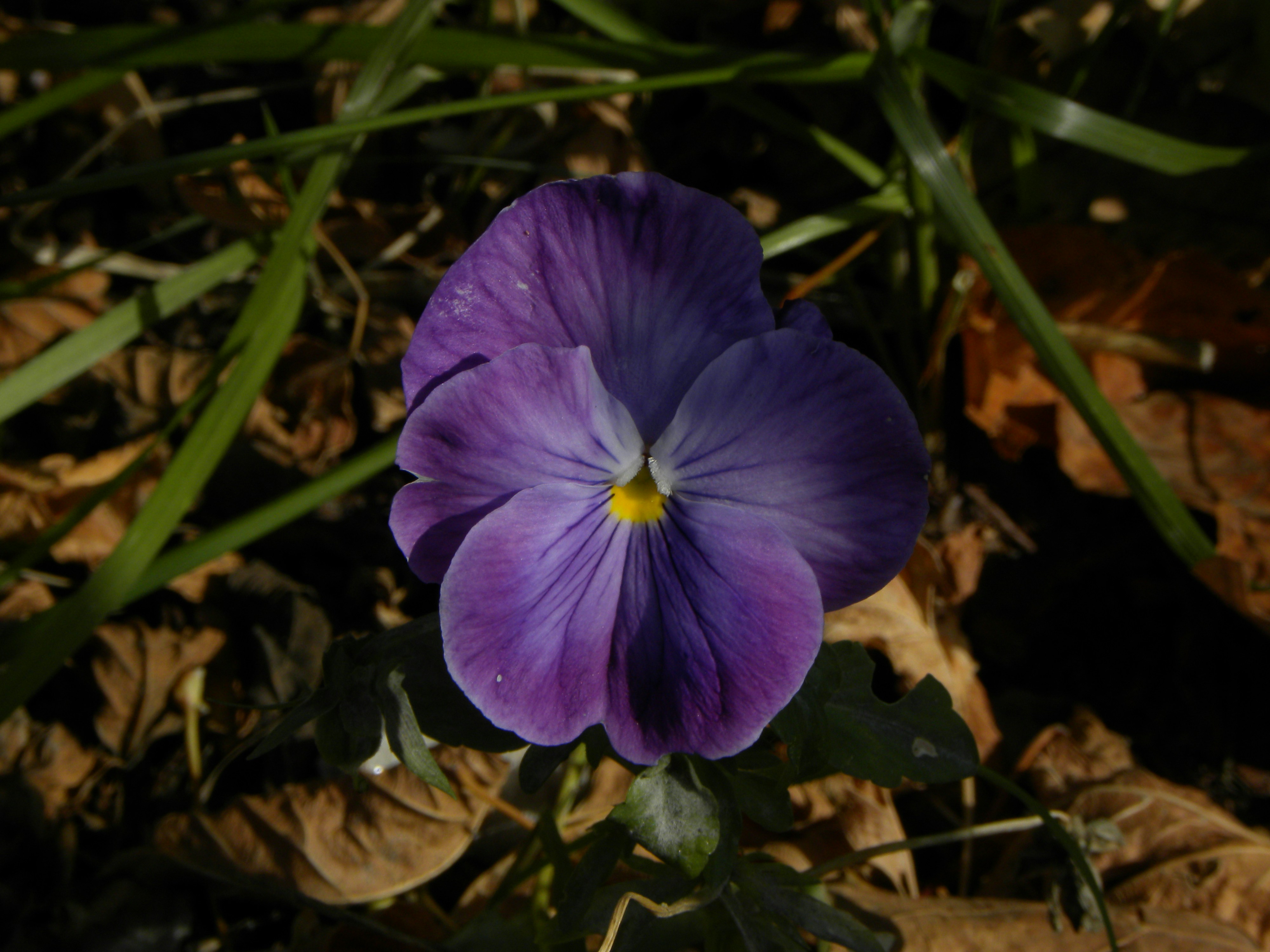 Cover Image for Wild Ephemeral - Viewing & Foraging