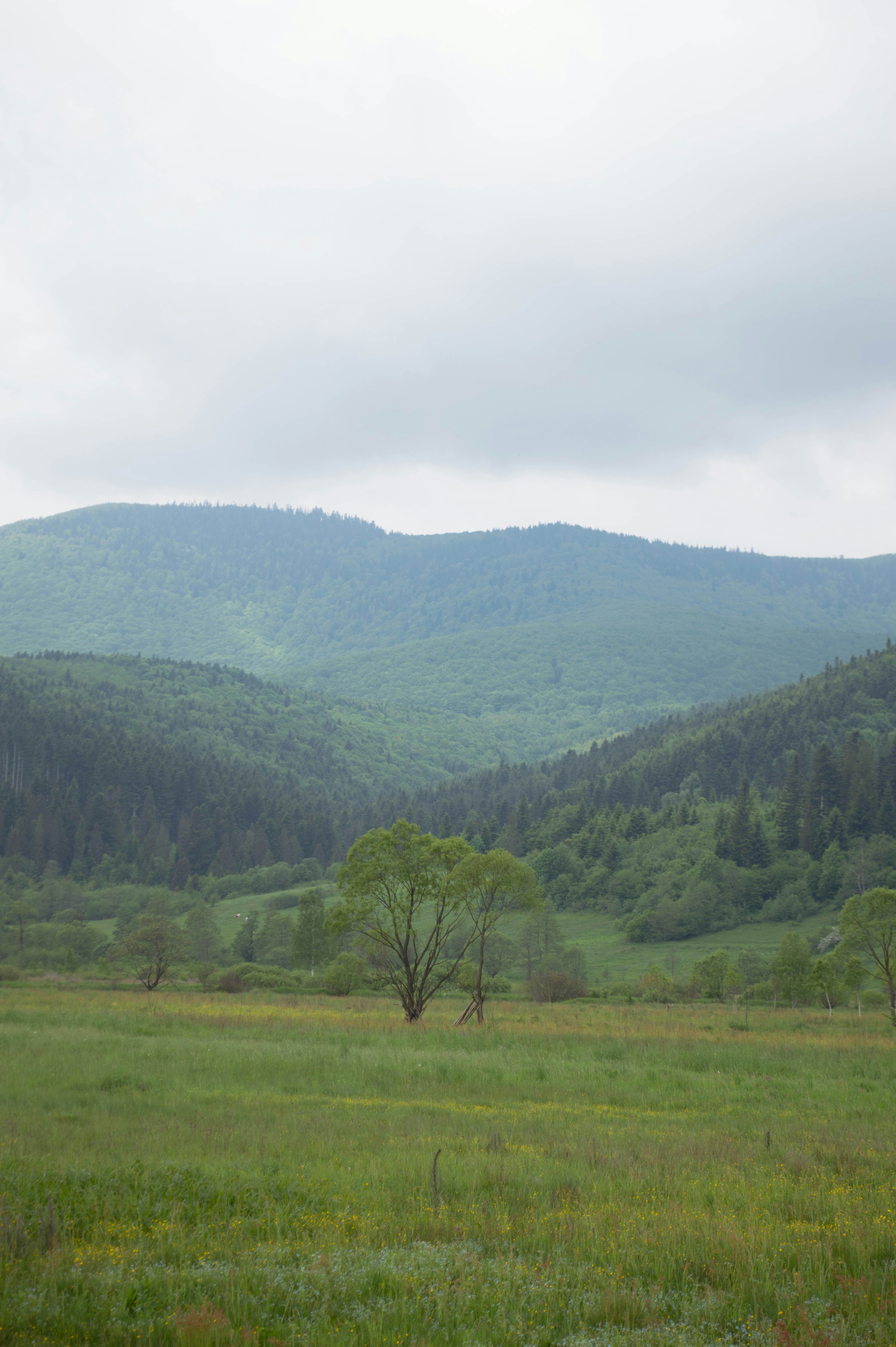 A large open field with mountains in the background