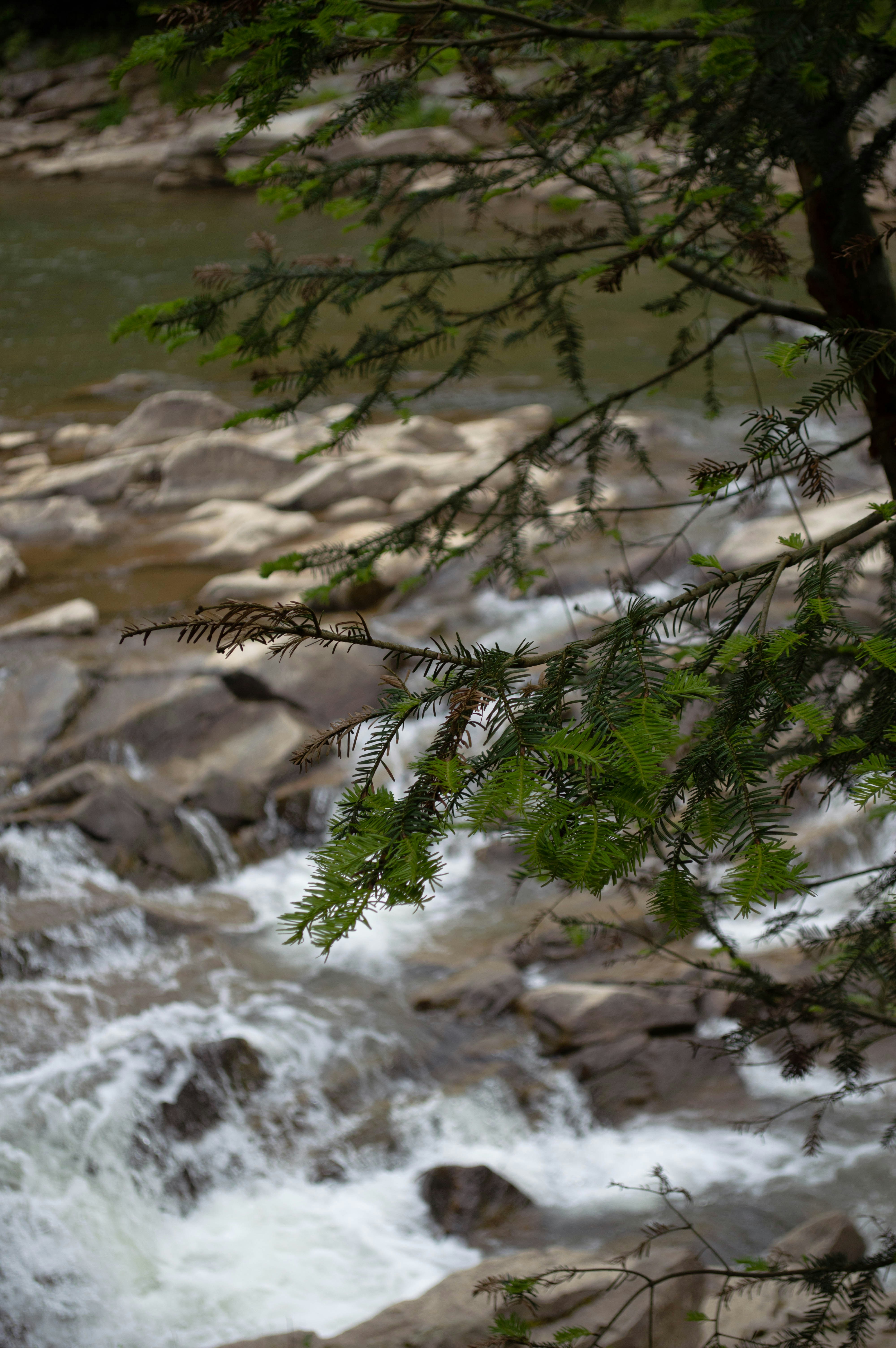 A river running through a forest filled with rocks