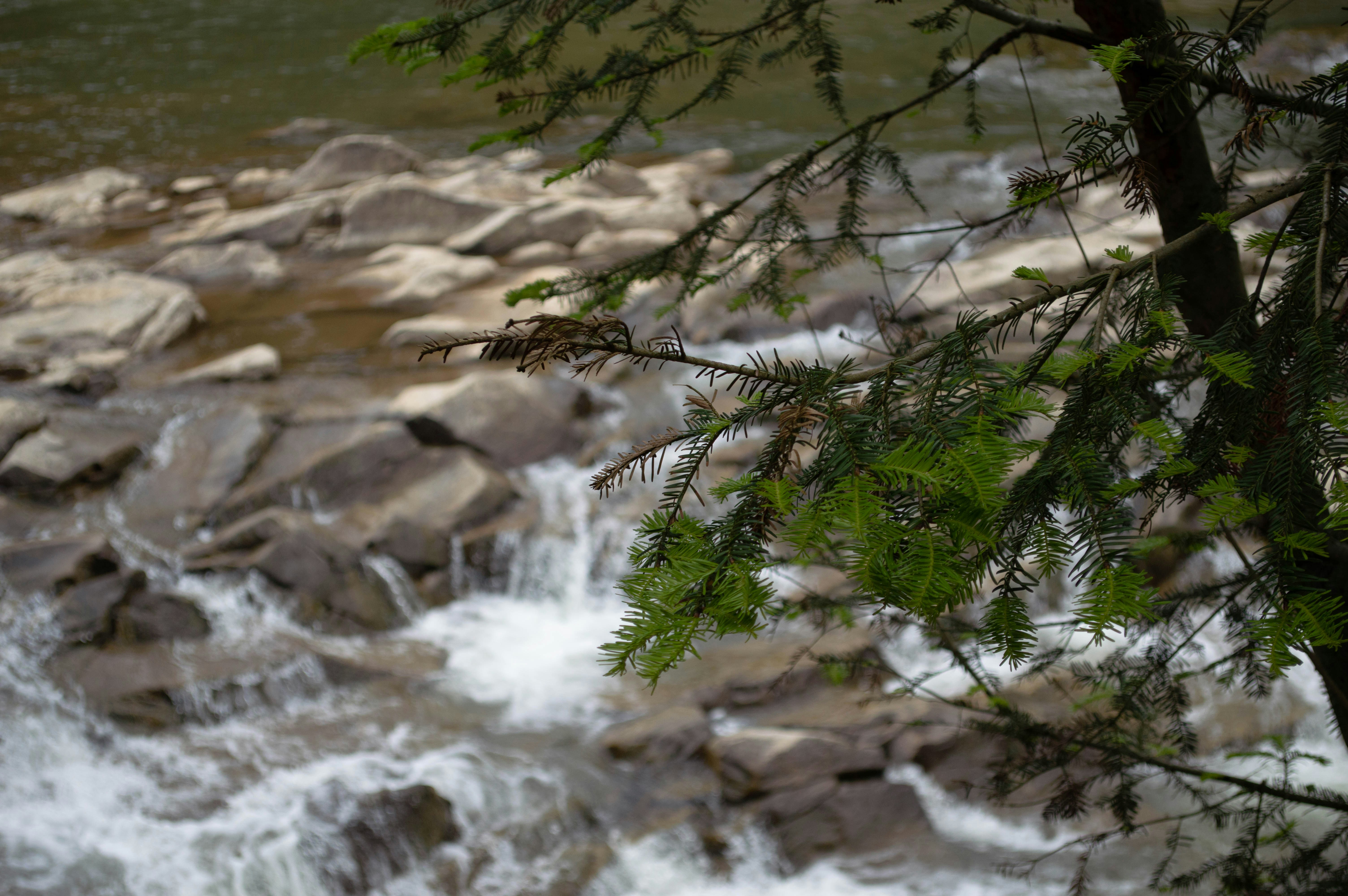 A stream of water running through a forest