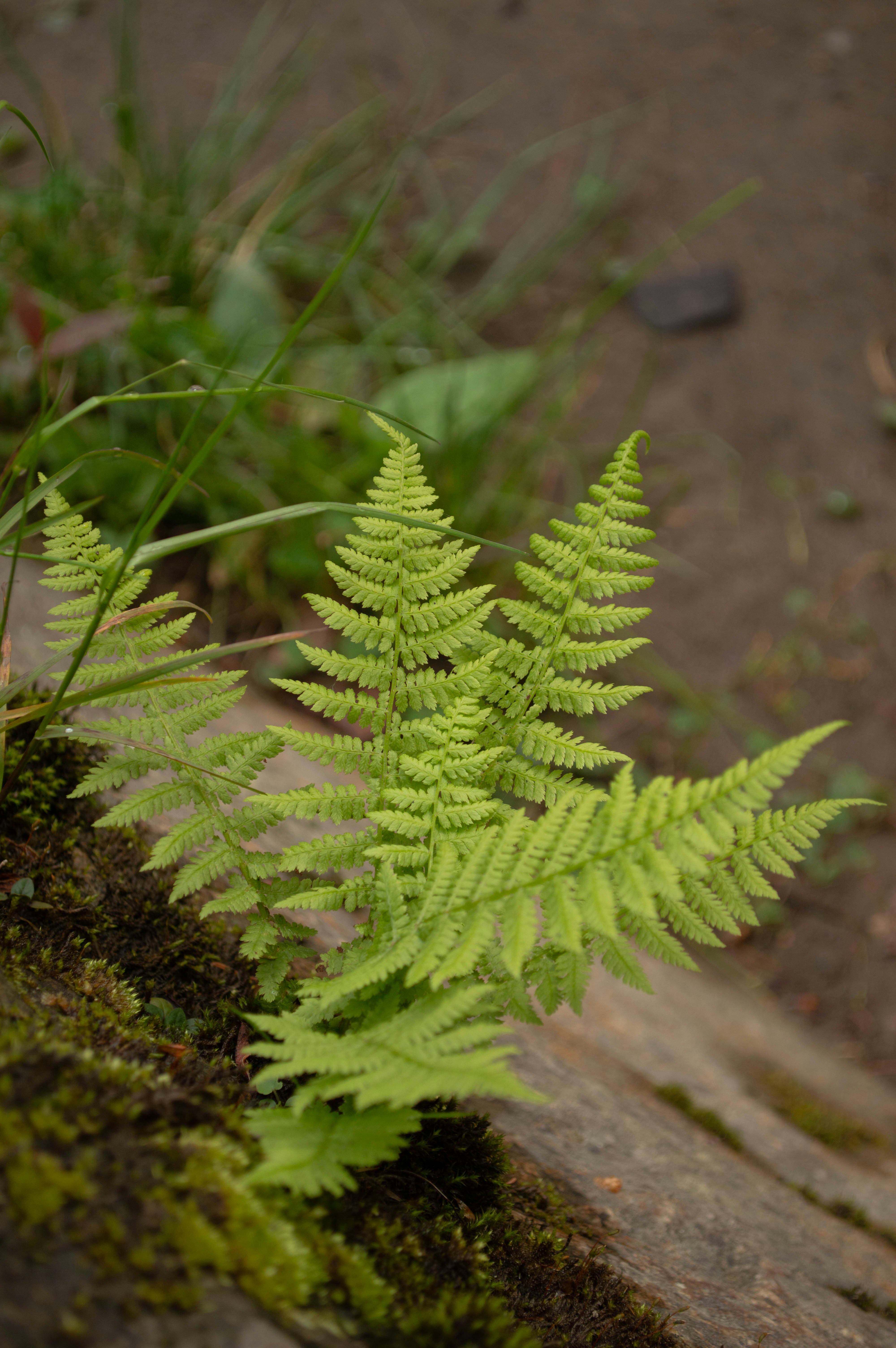 A green plant is growing out of a rock